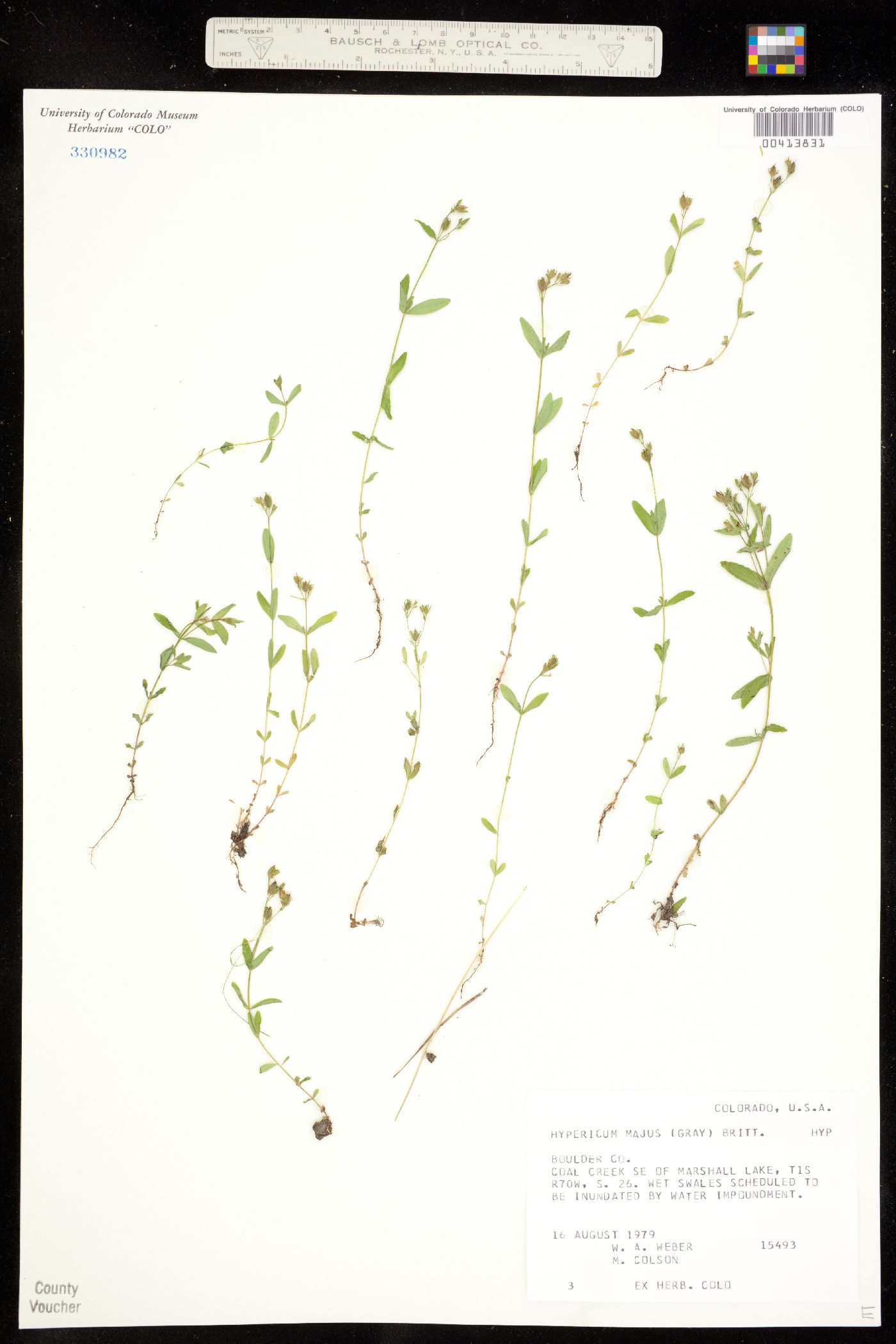 Hypericum majus image