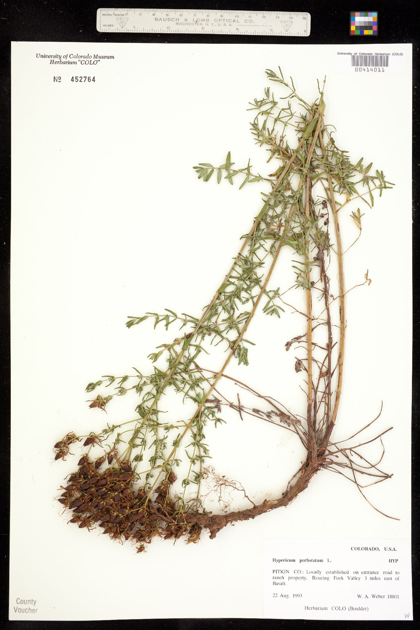 Hypericum perforatum image
