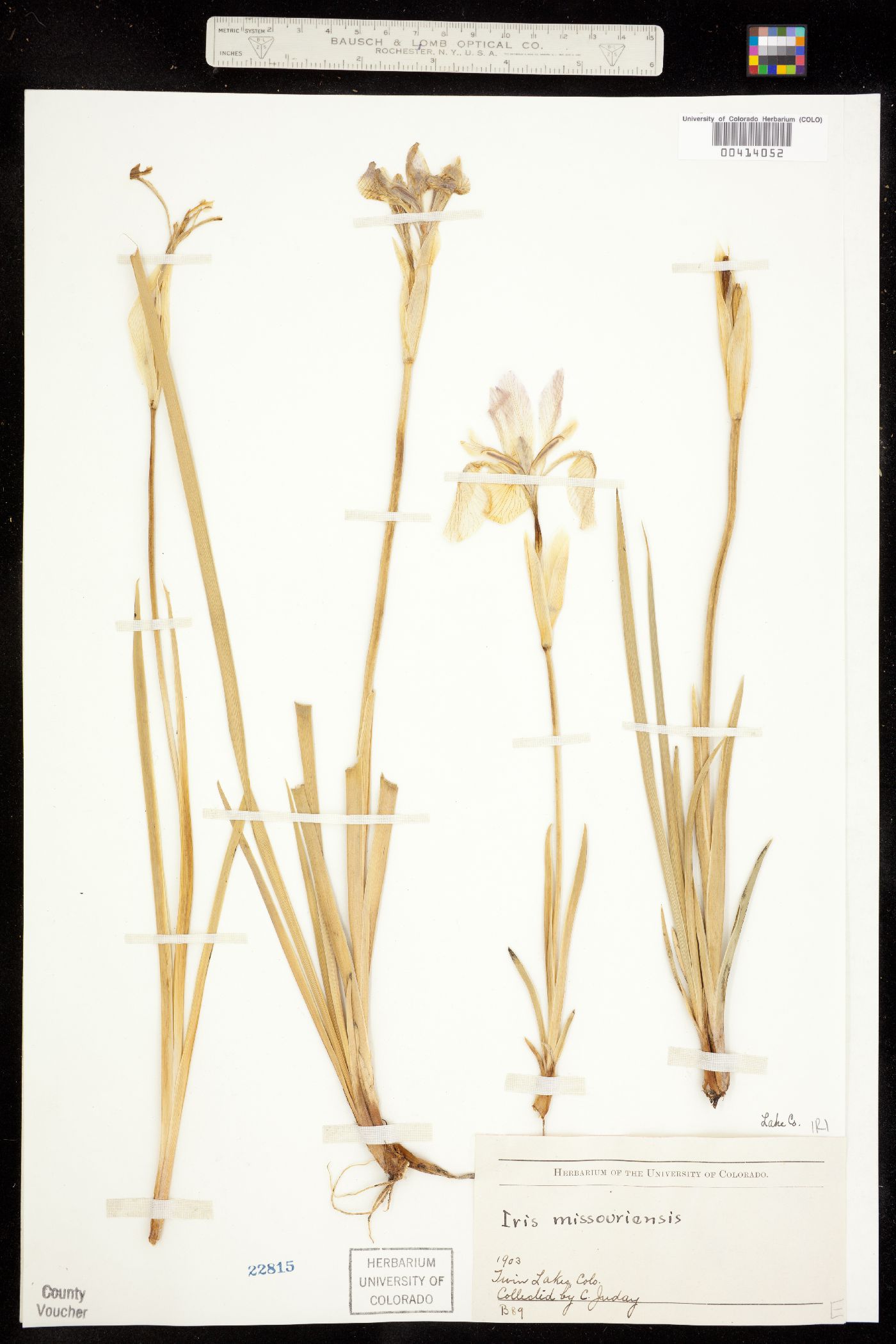 Iris image