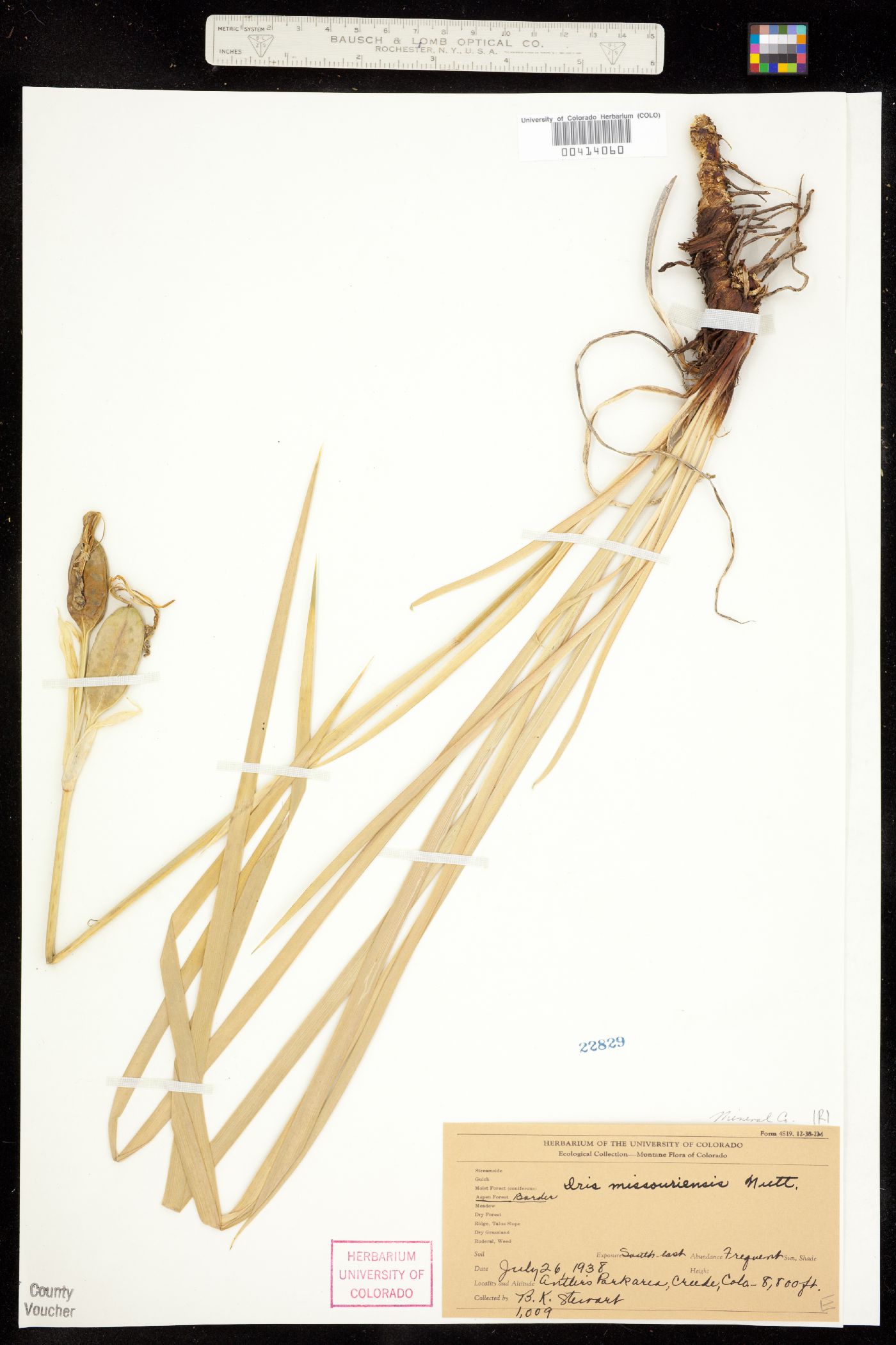 Iris missouriensis image