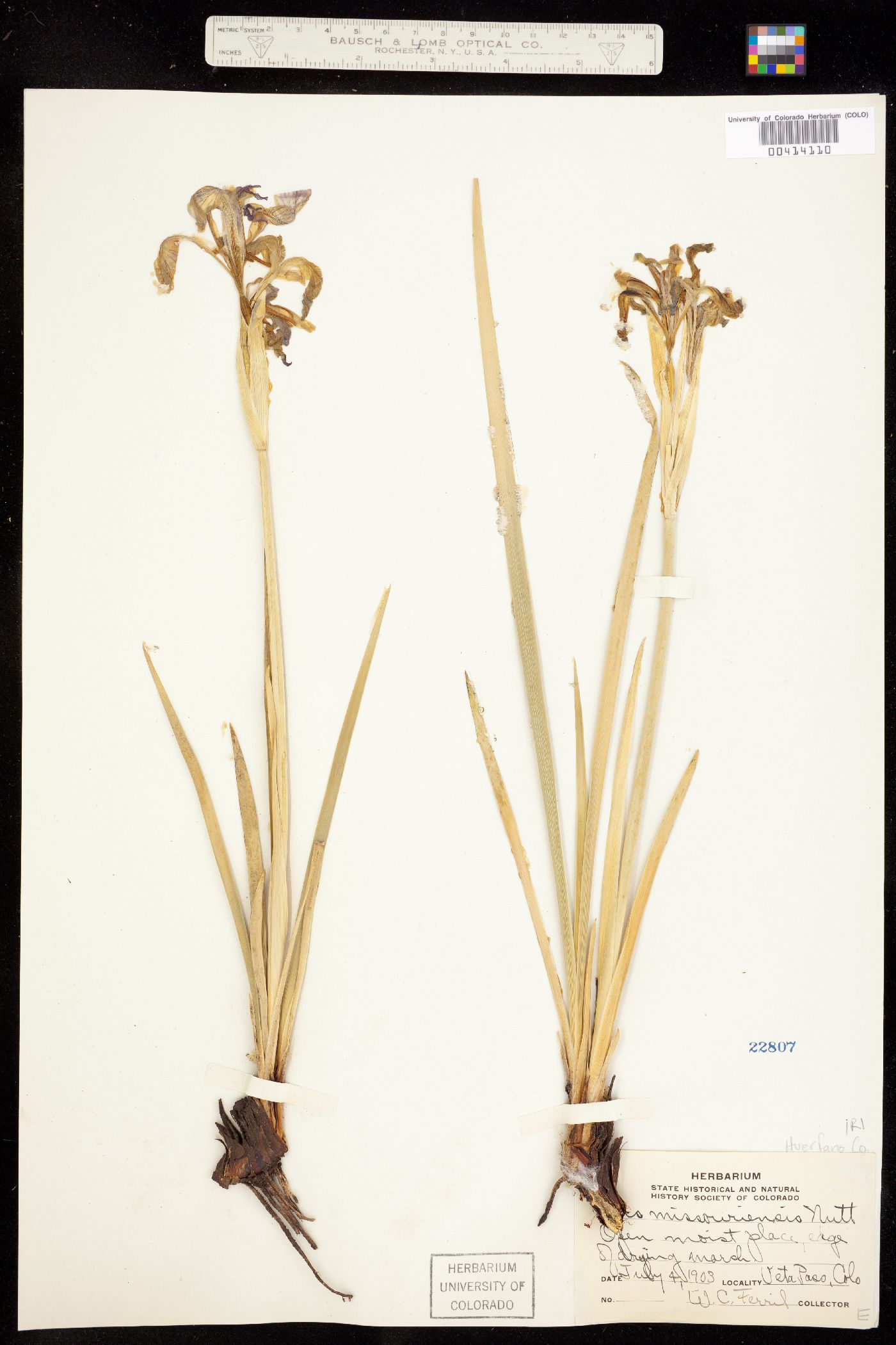 Iridaceae image