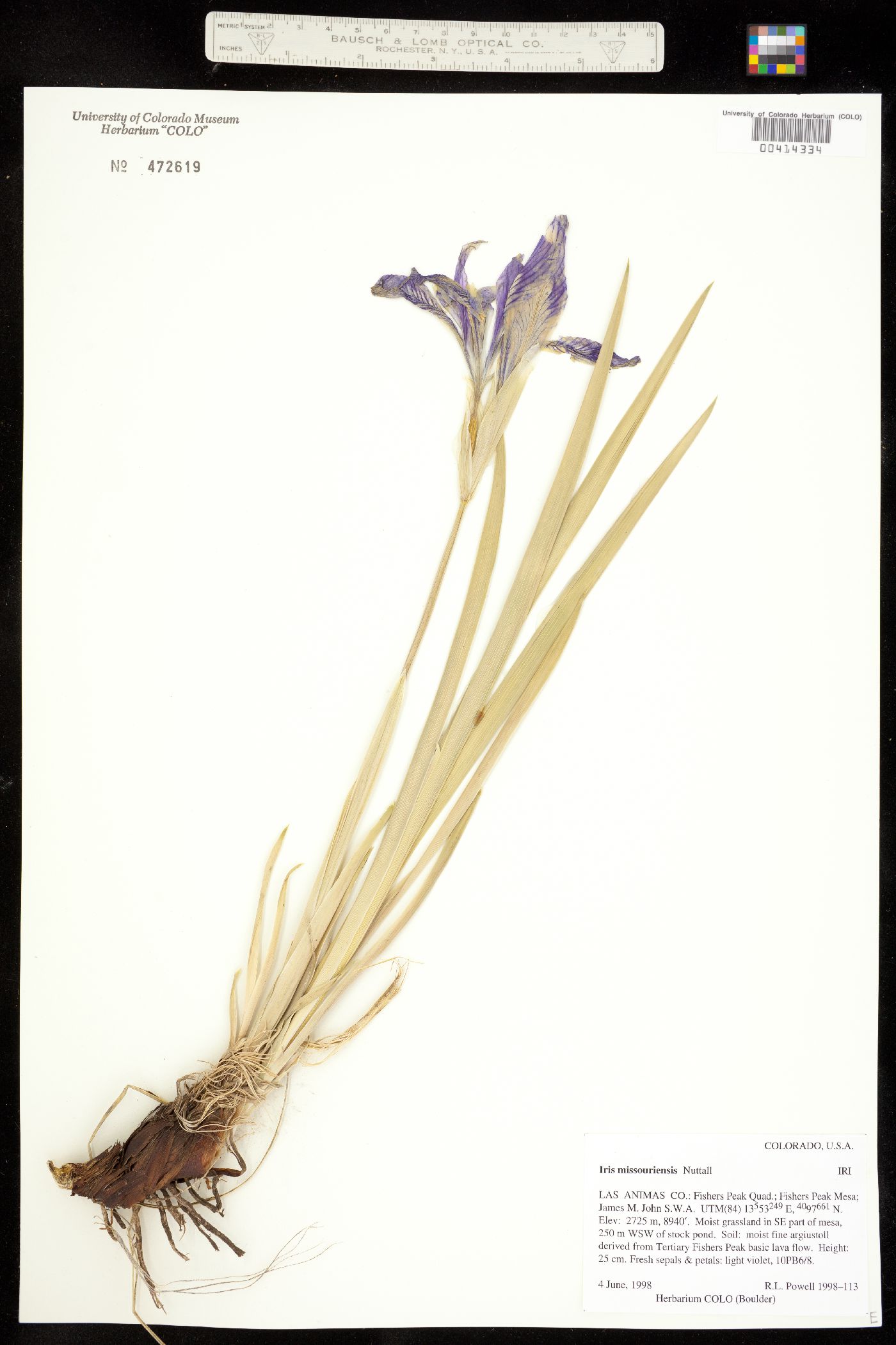 Iris missouriensis image