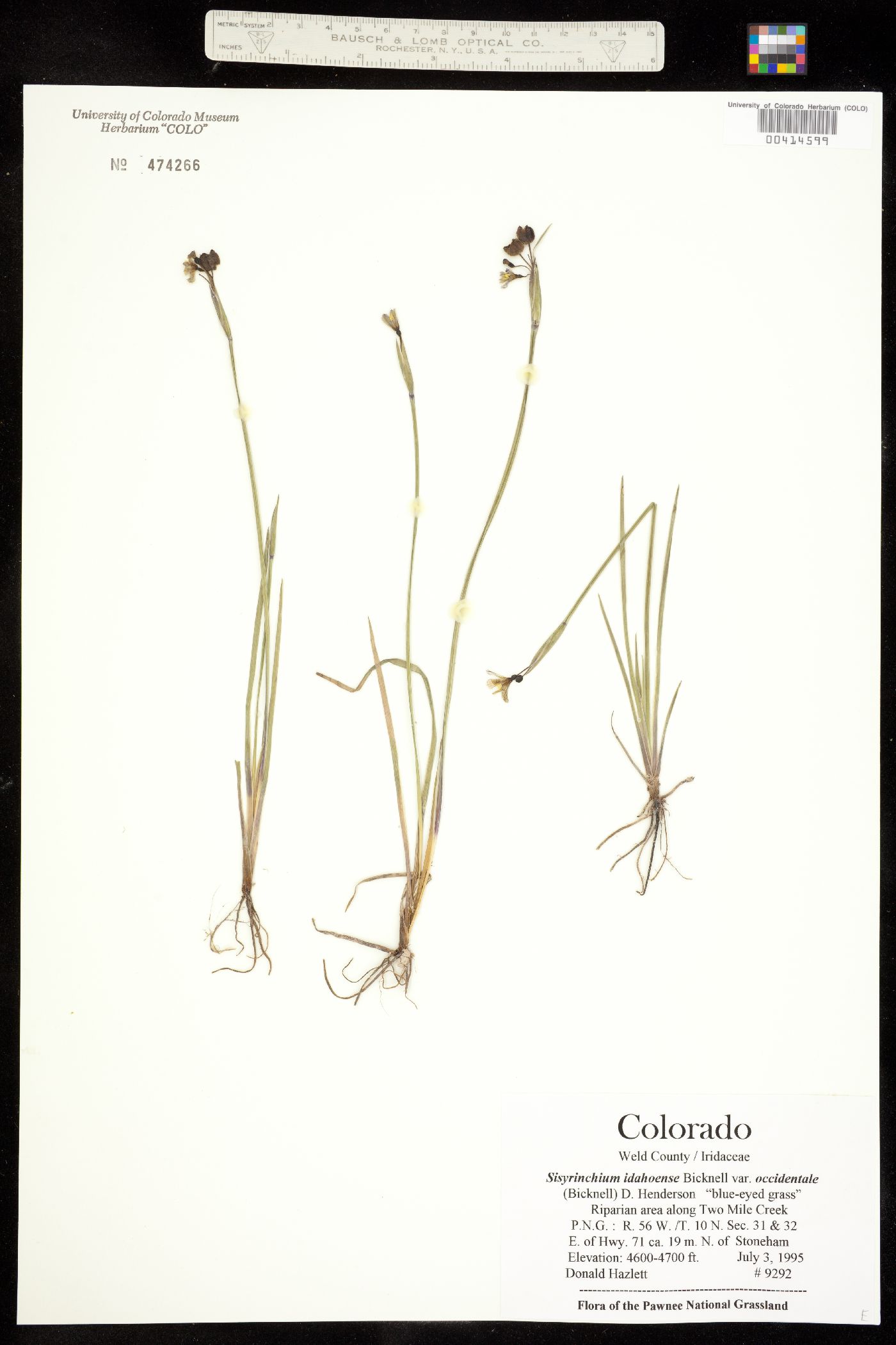 Sisyrinchium idahoense image