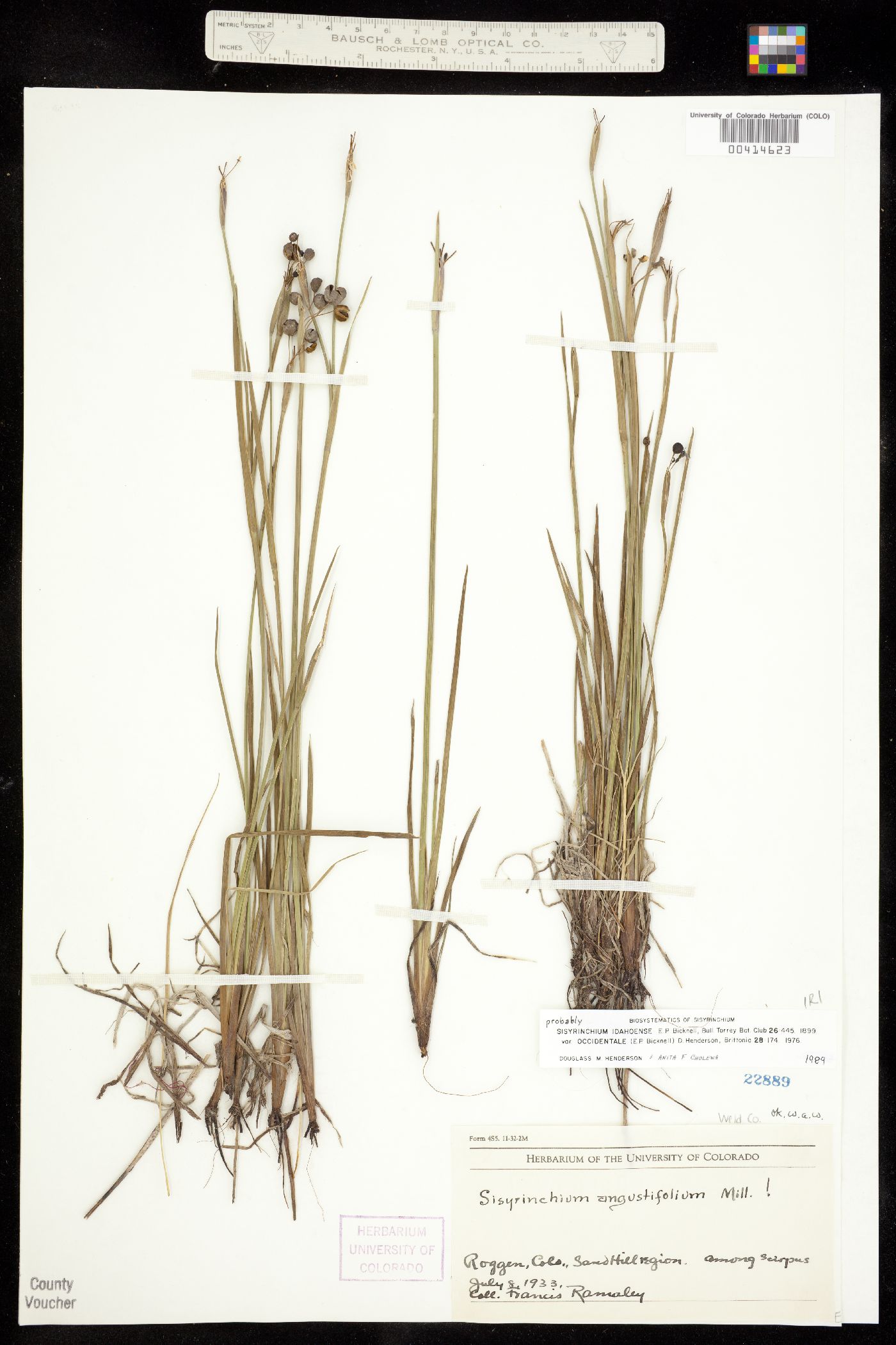 Sisyrinchium idahoense image