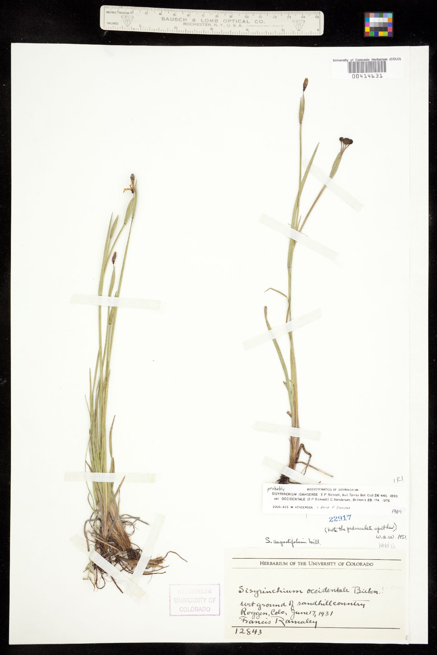 Sisyrinchium idahoense image