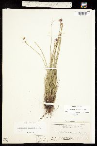 Sisyrinchium idahoense image