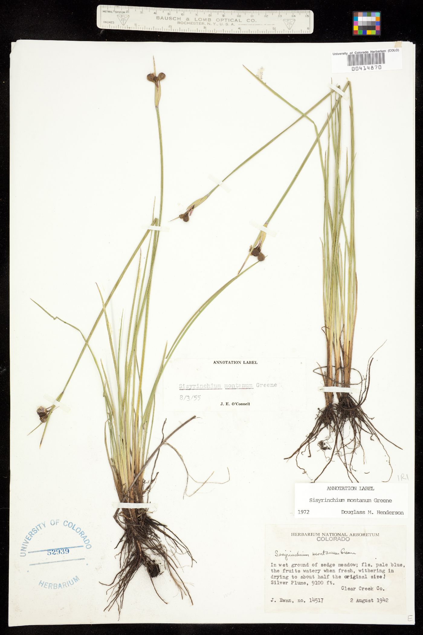 Sisyrinchium montanum image