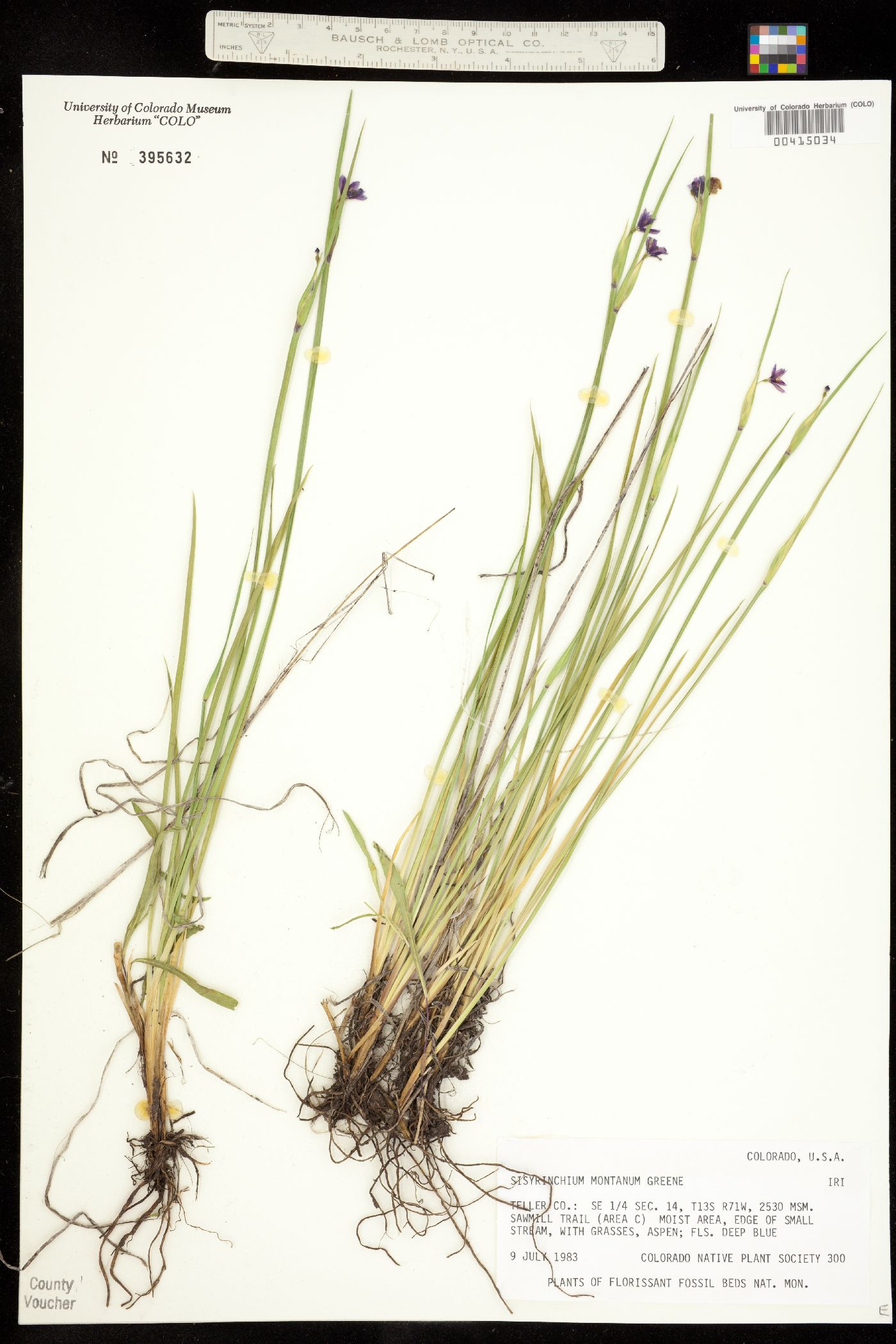 Sisyrinchium image