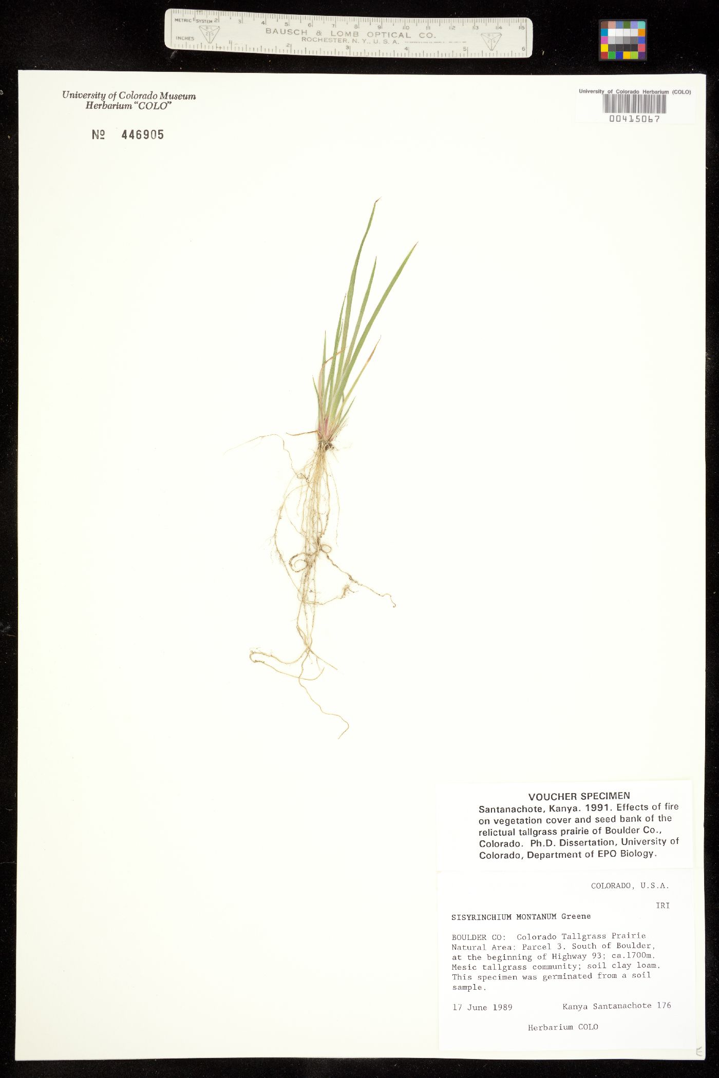 Sisyrinchium image