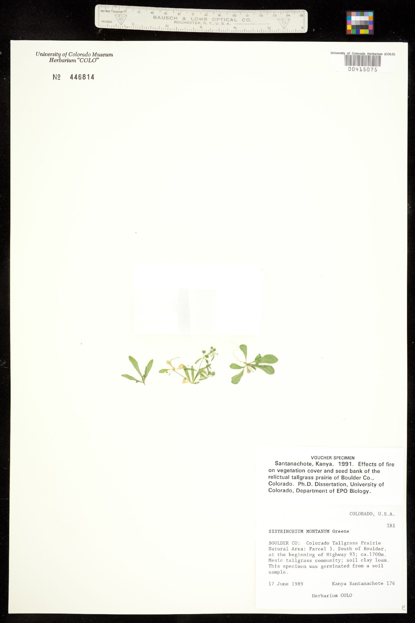 Sisyrinchium image
