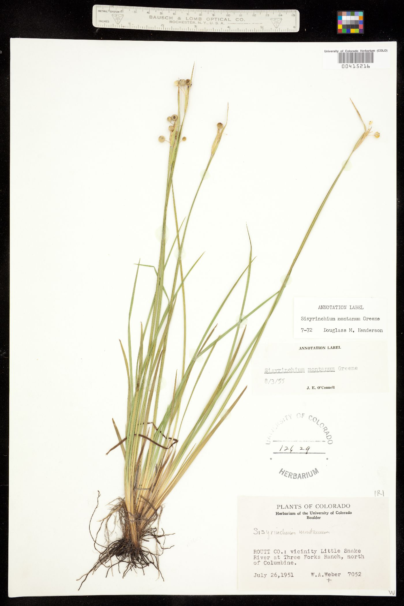 Sisyrinchium montanum image