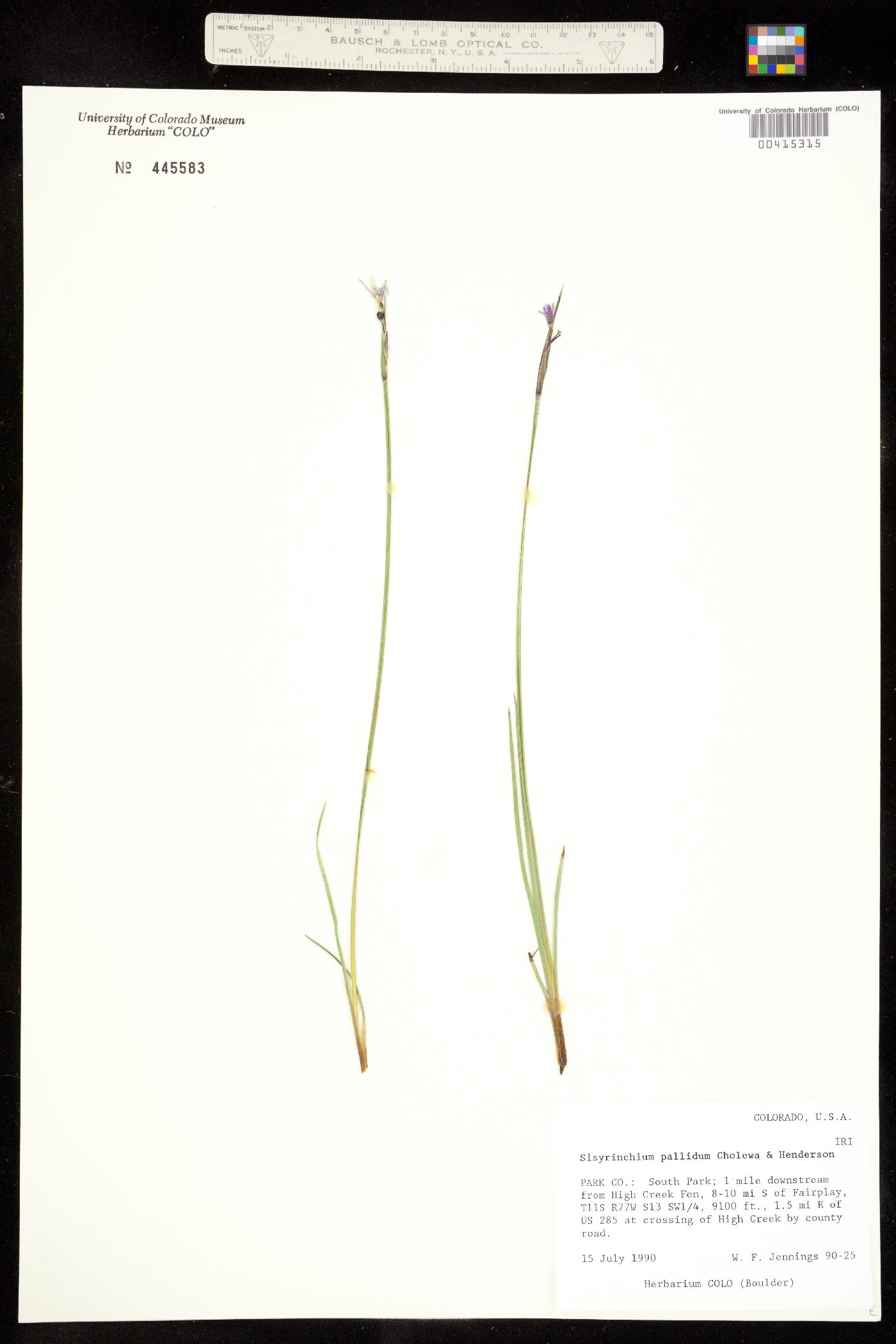Sisyrinchium image