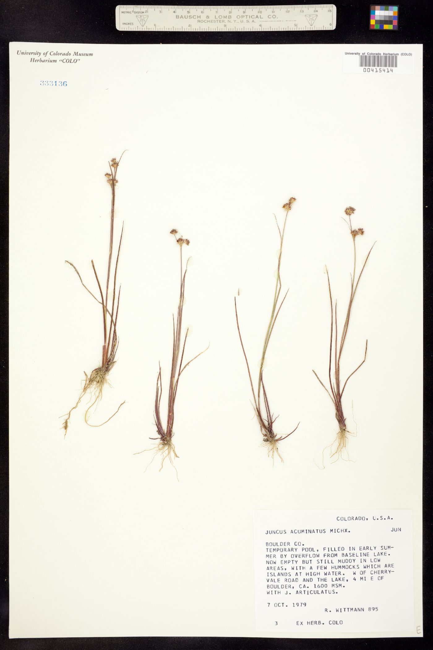 Juncus acuminatus image