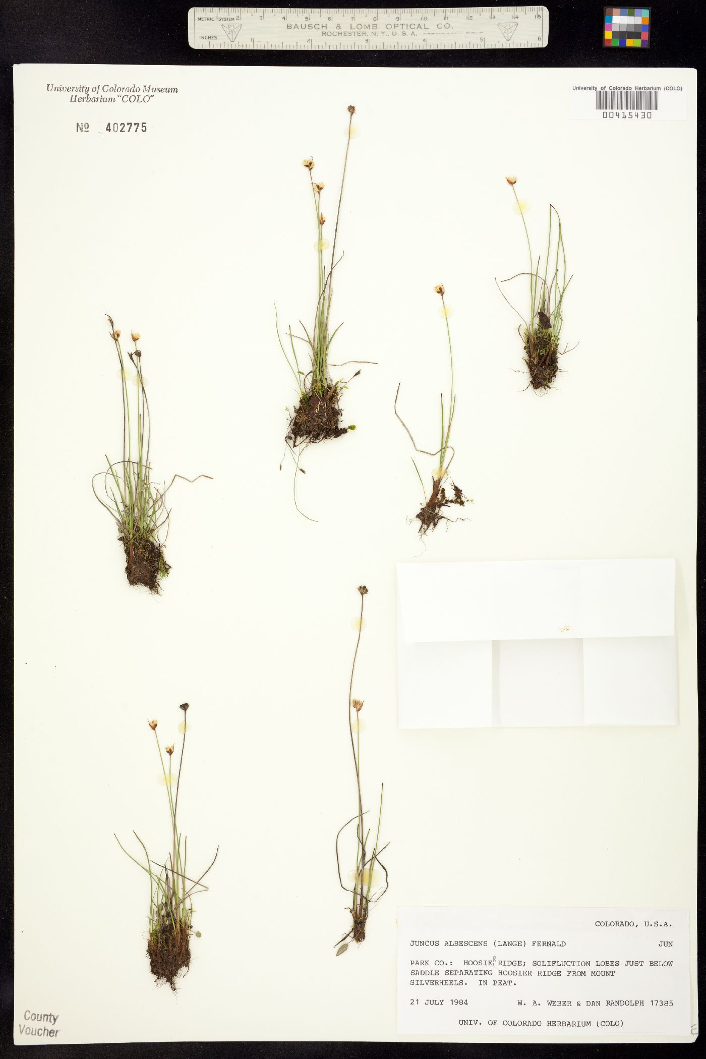 Juncaceae image