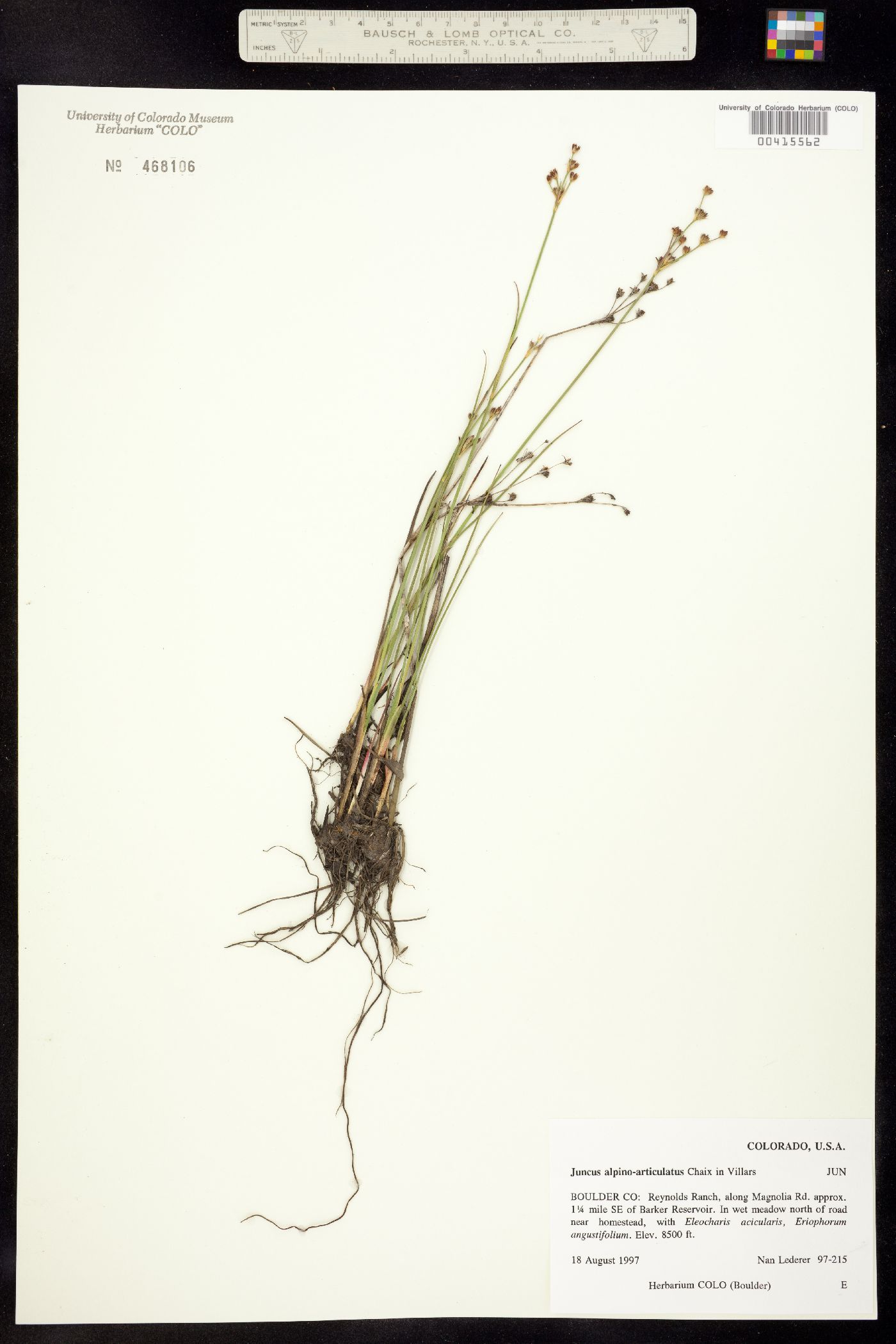 Juncus alpino-articulatus image