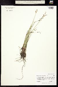 Juncus alpino-articulatus image