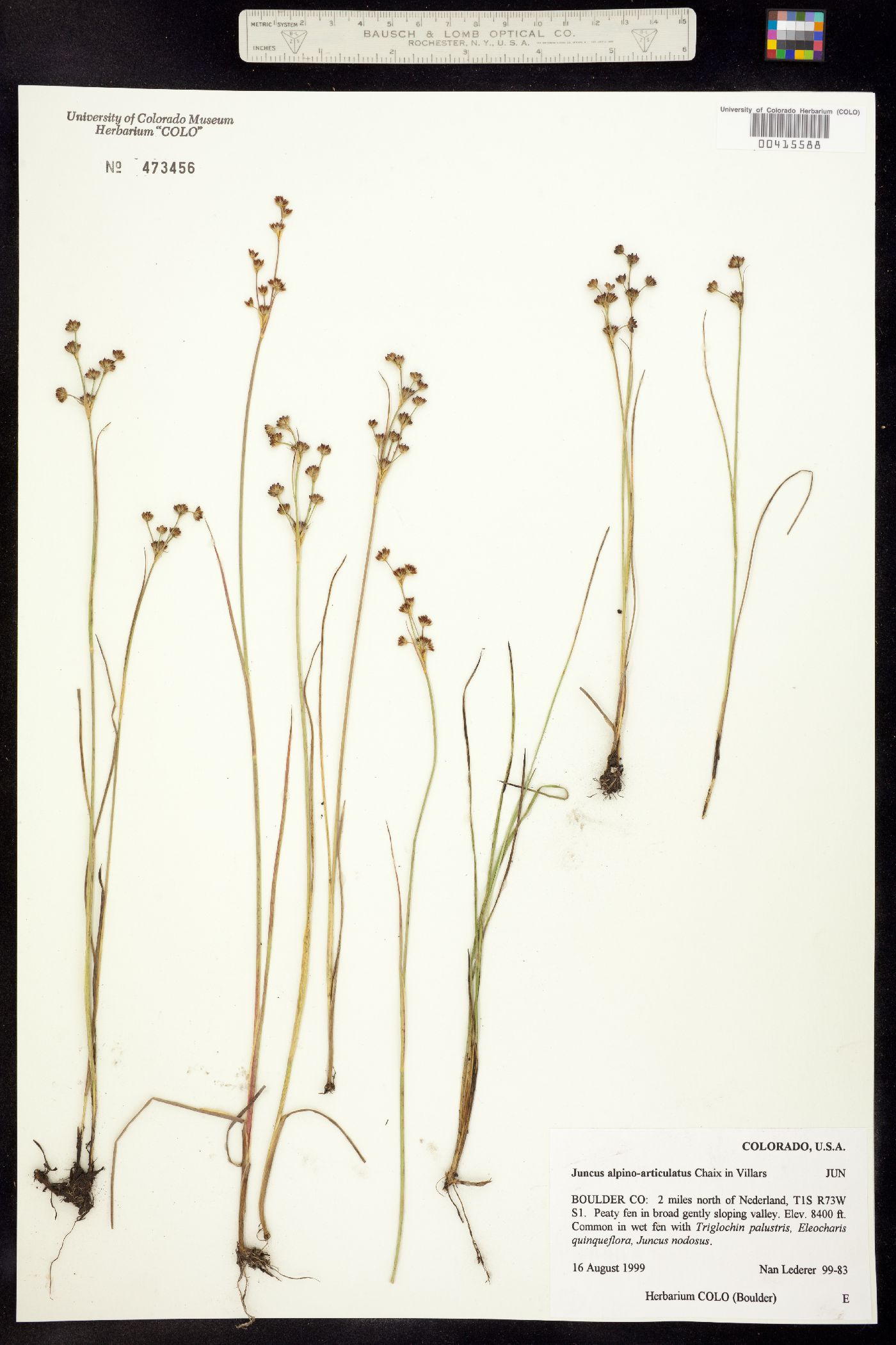 Juncus alpino-articulatus image