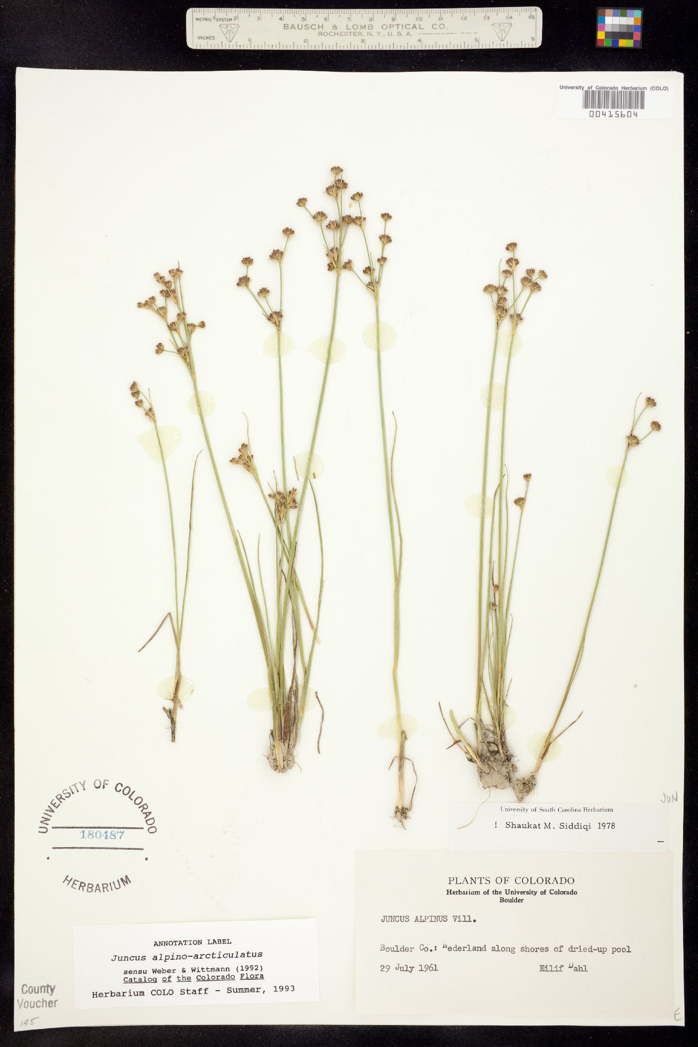 Juncus alpino-articulatus image