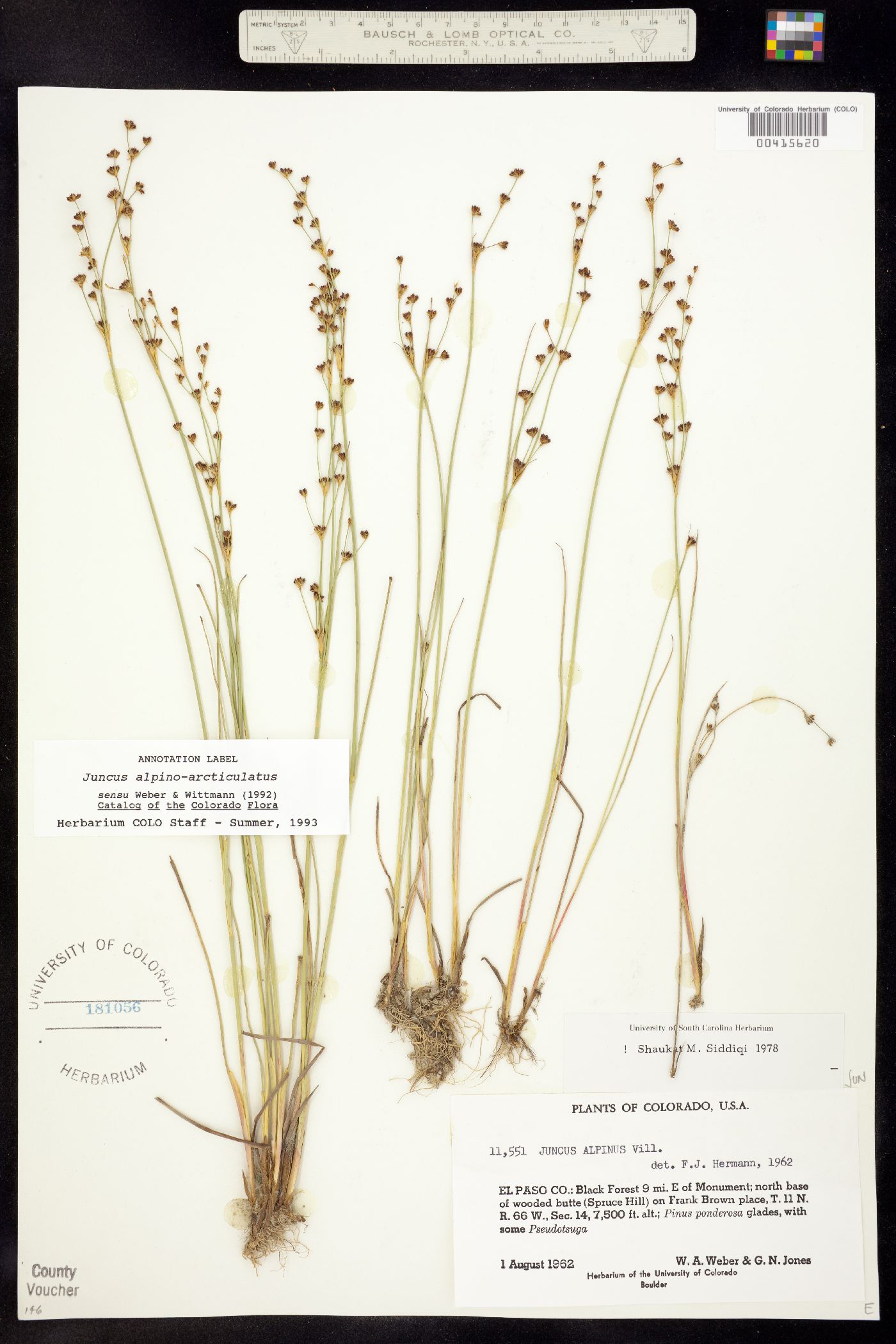 Juncus alpino-articulatus image