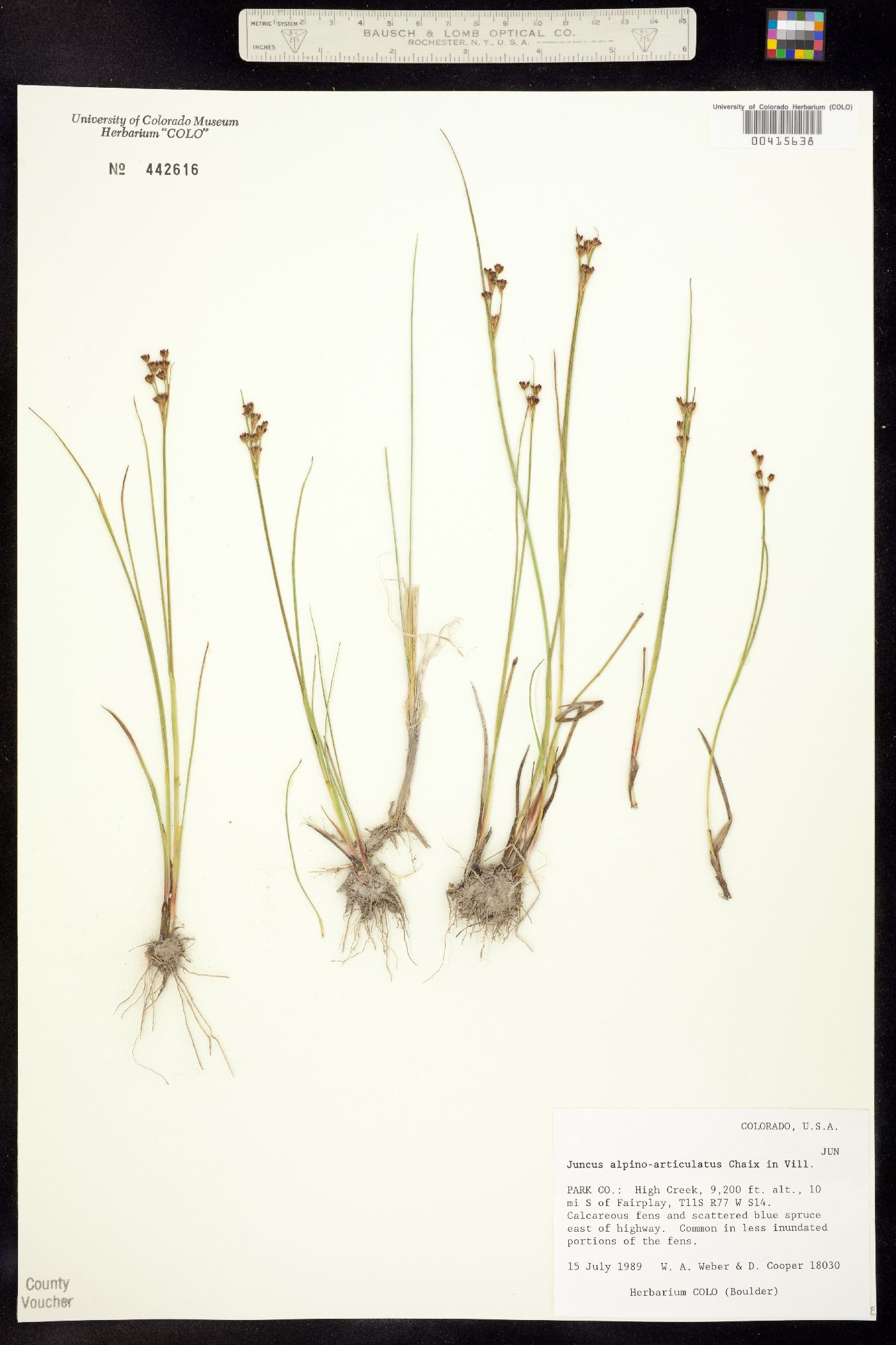 Juncus alpino-articulatus image