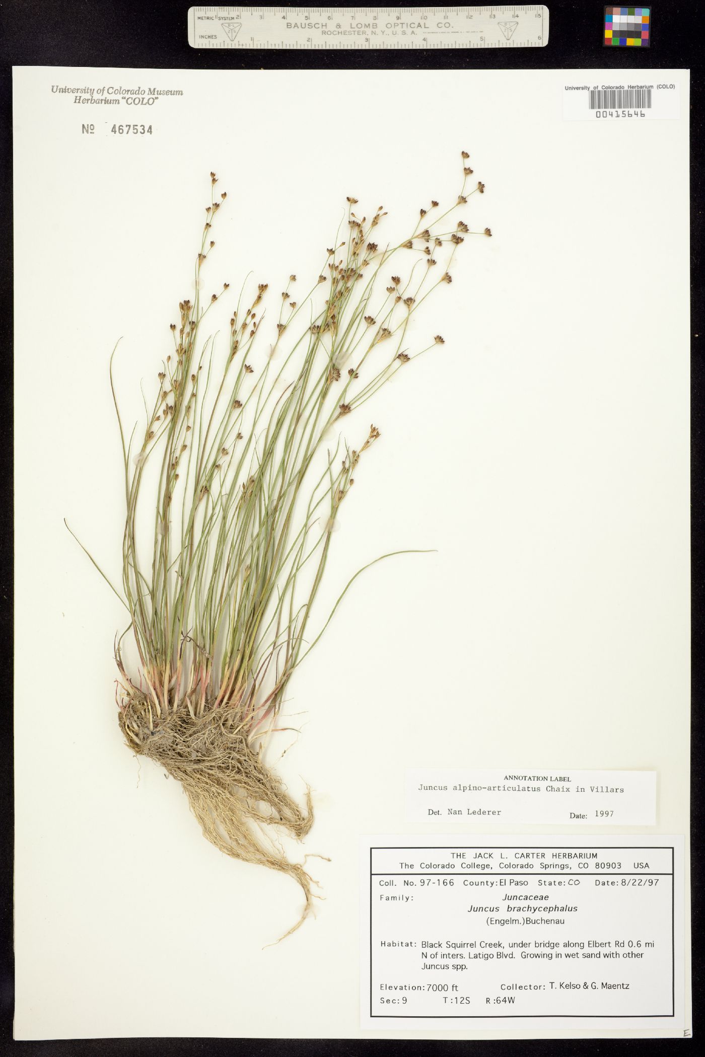 Juncus alpino-articulatus image