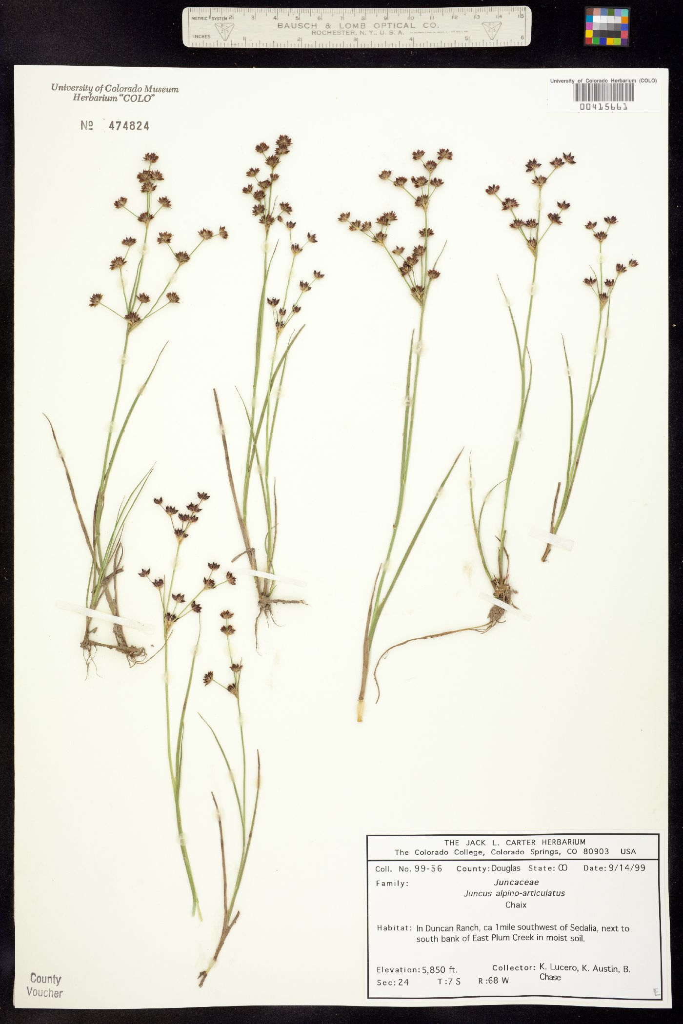 Juncus alpino-articulatus image