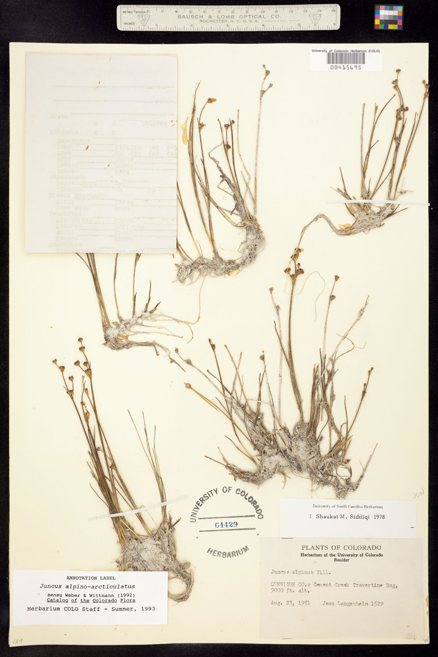 Juncus alpino-articulatus image