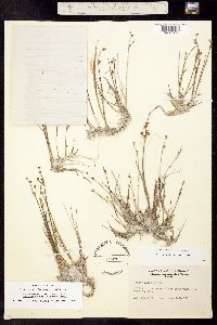 Juncus alpino-articulatus image