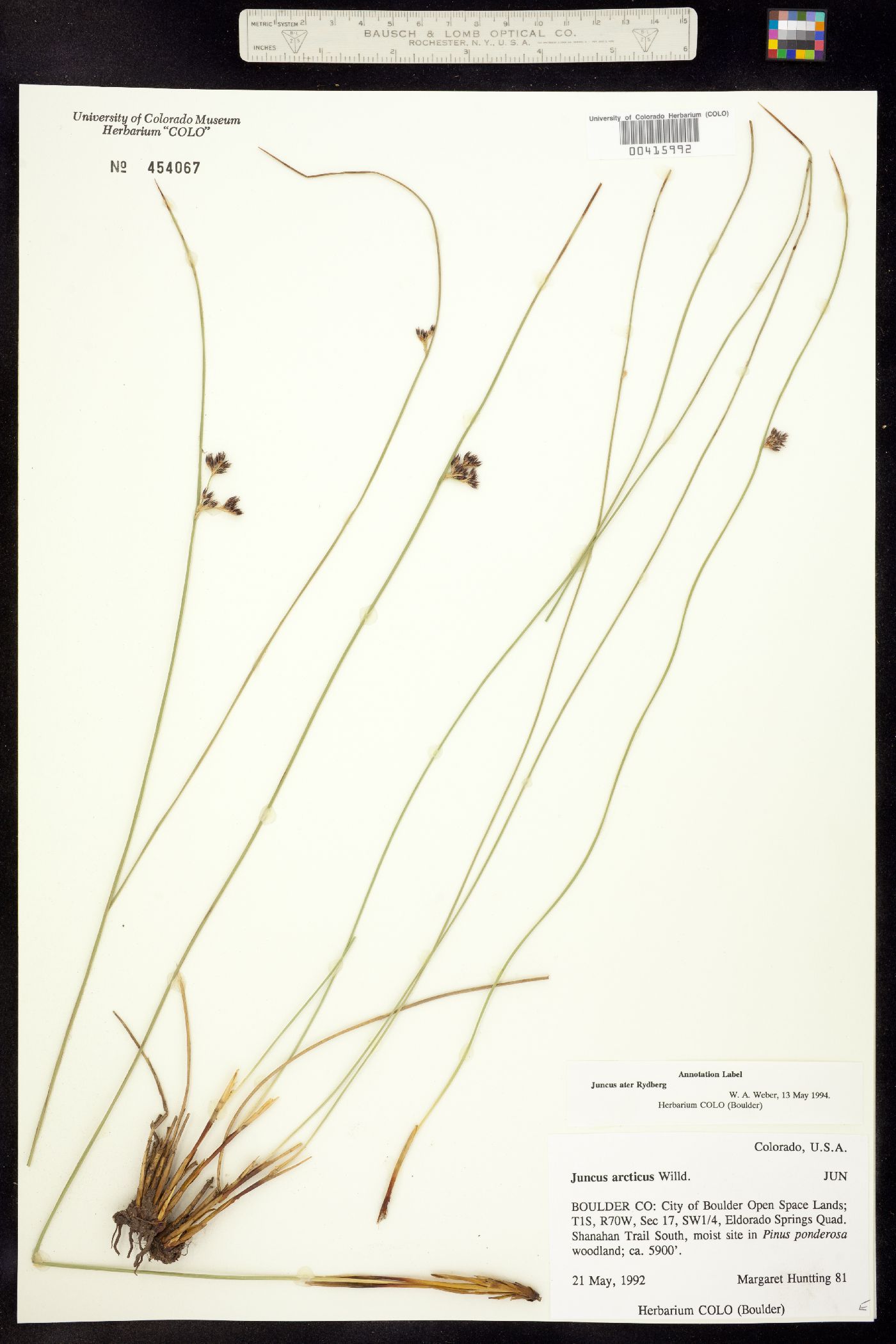 Juncus balticus image