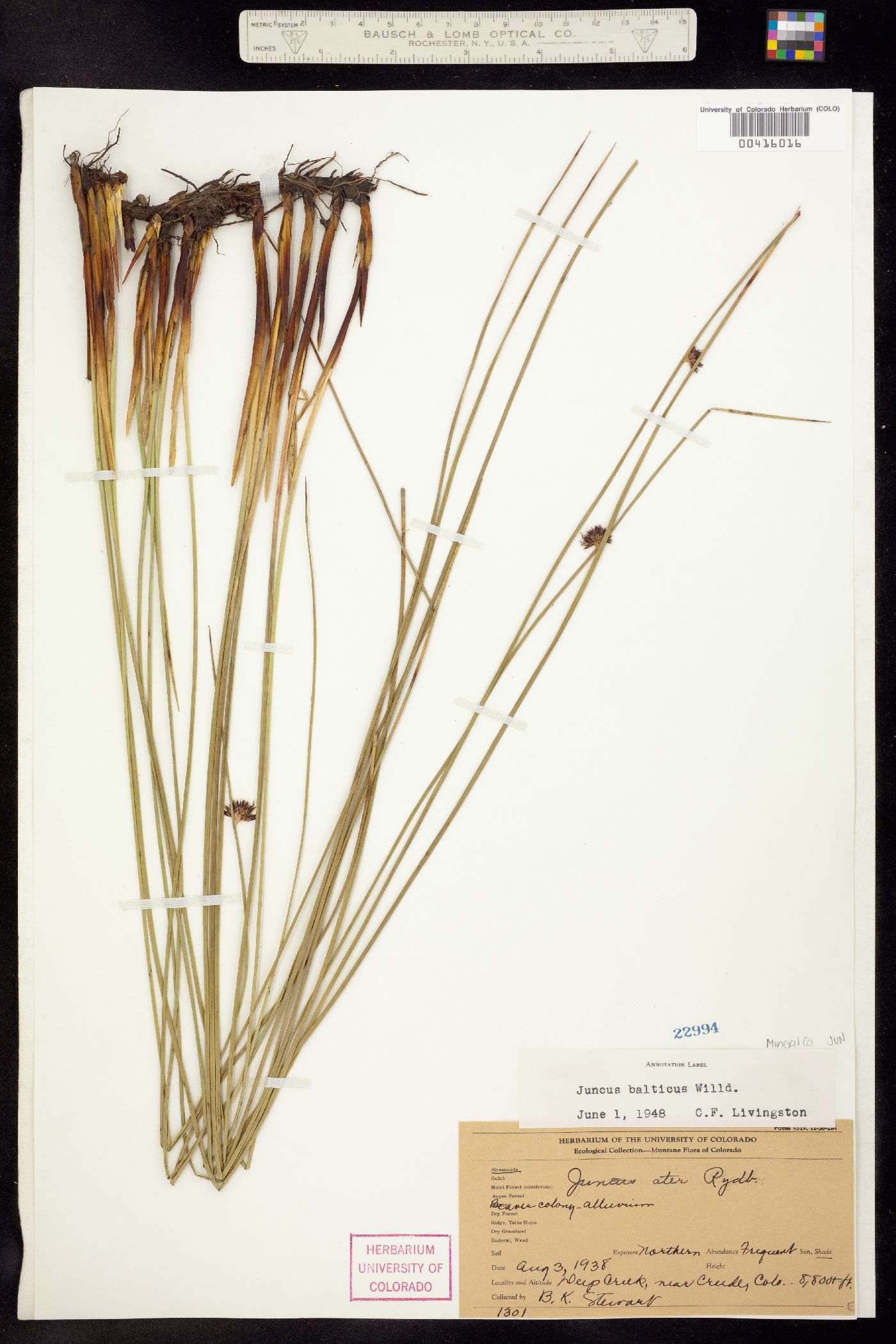 Juncus balticus image