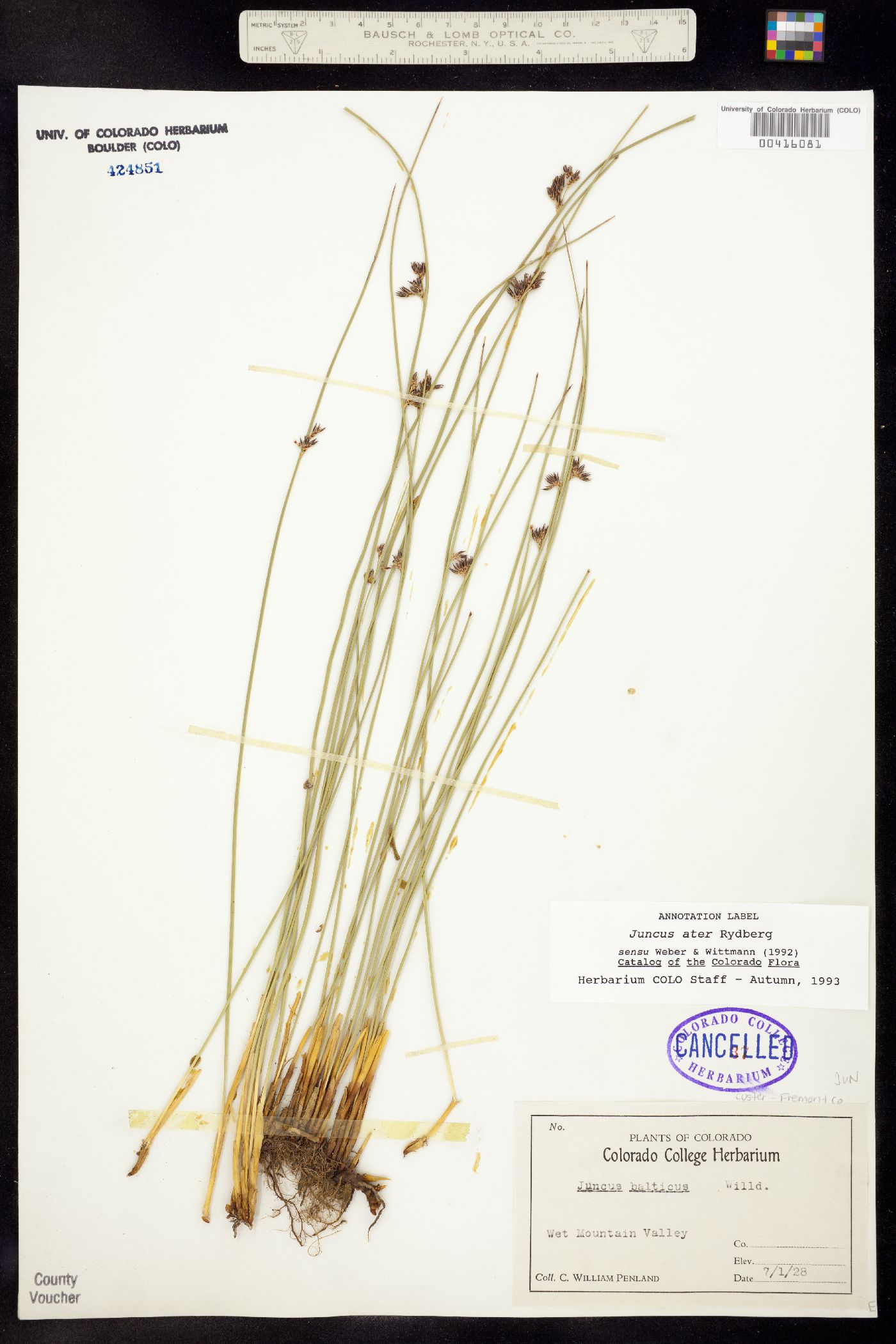 Juncus balticus image
