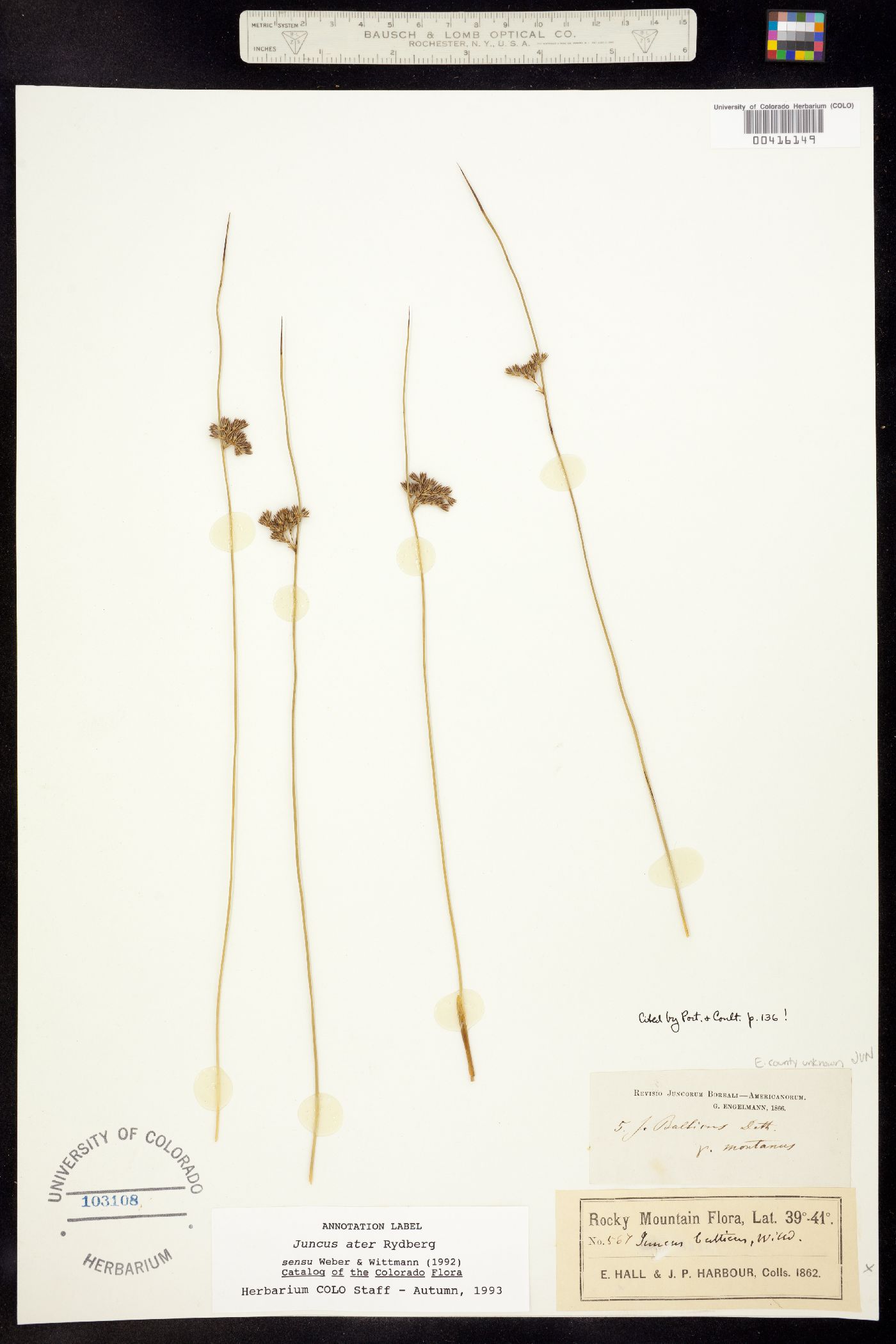 Juncus balticus image