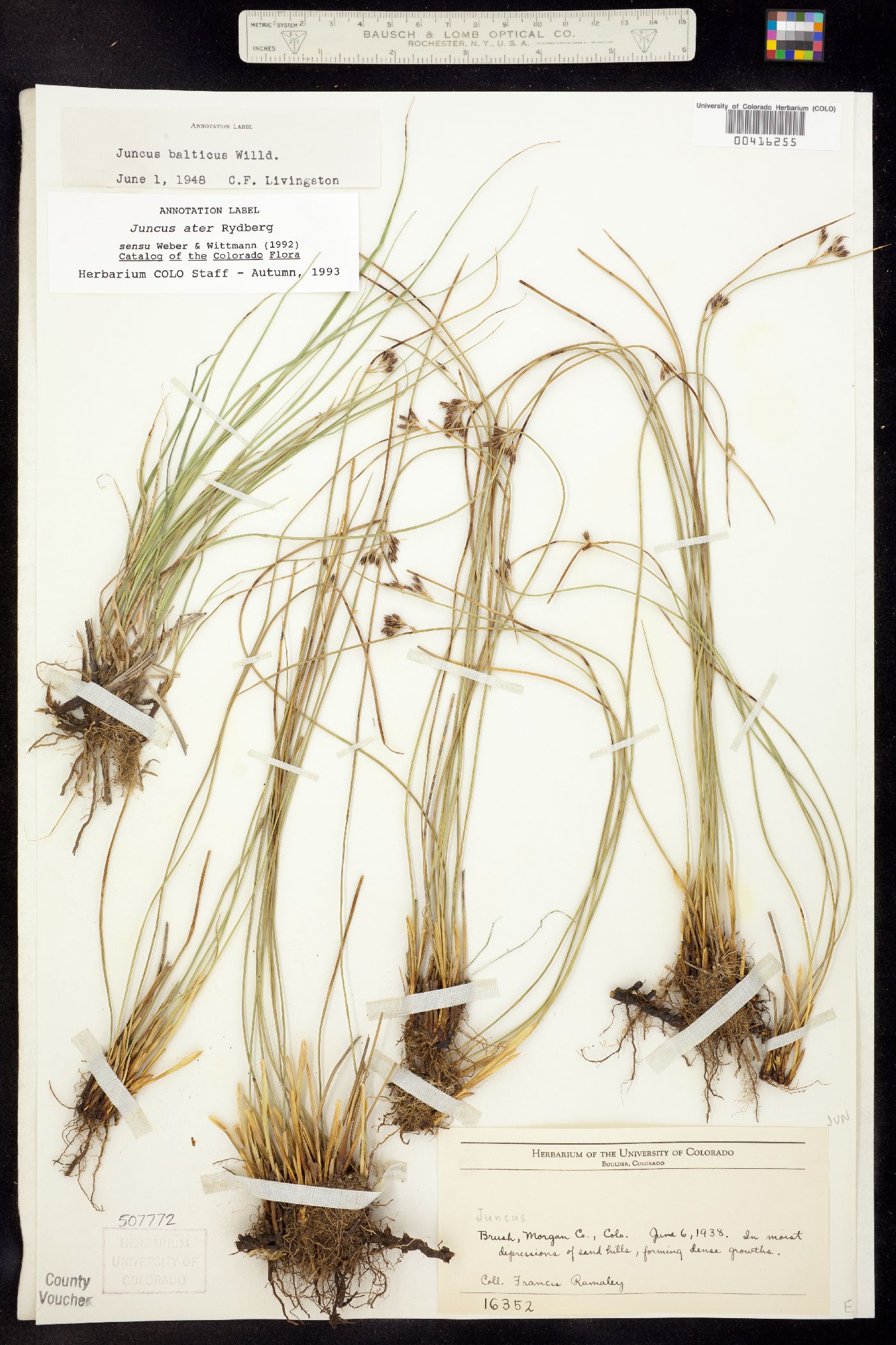 Juncus balticus image