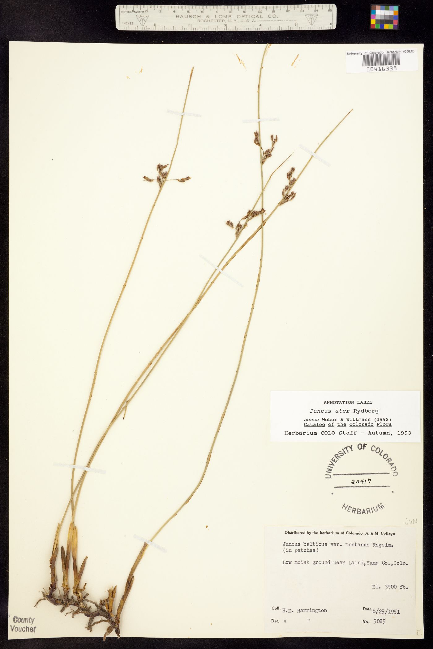 Juncus balticus ssp. ater image