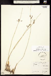 Juncus balticus subsp. ater image