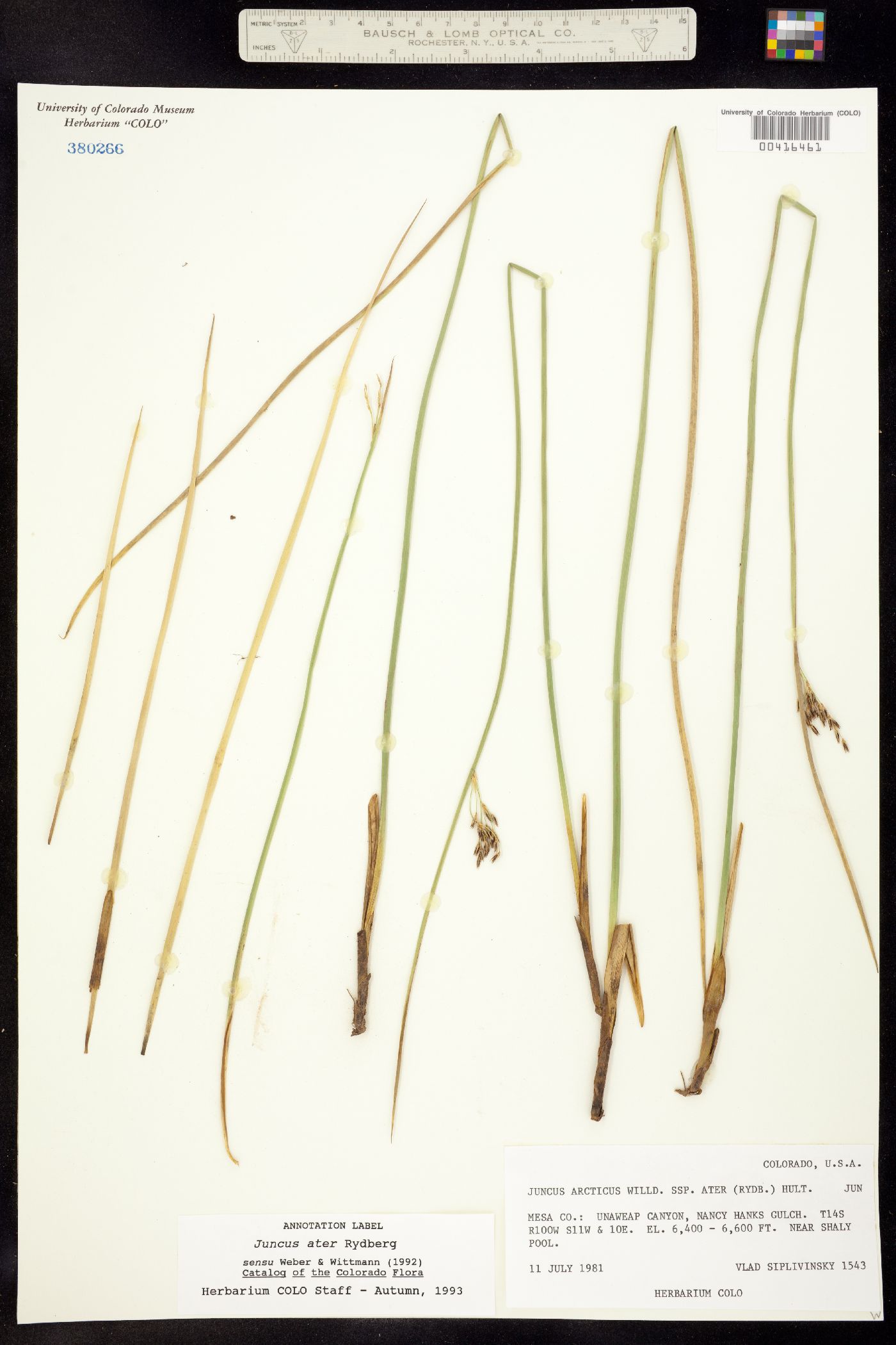 Juncus arcticus image