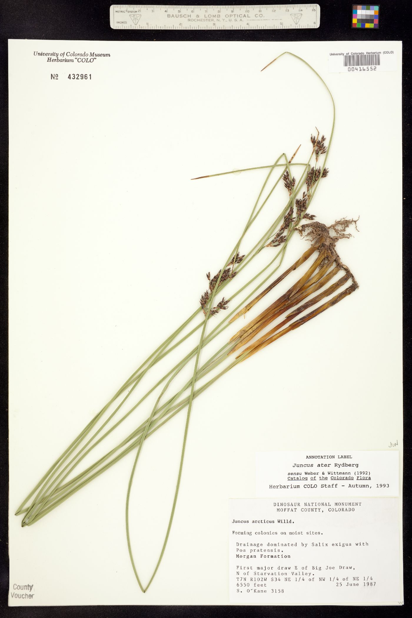 Juncus balticus image