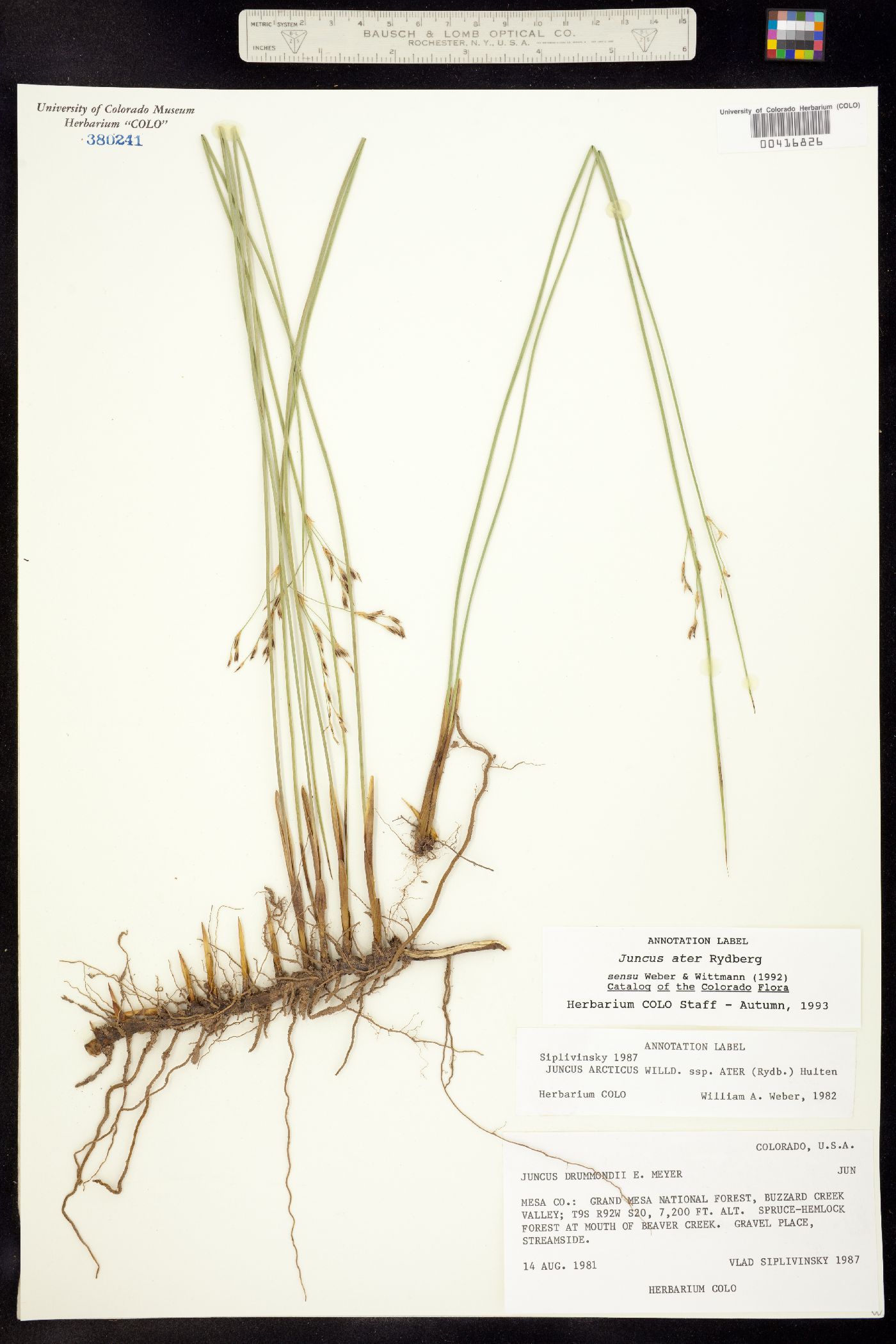 Juncus balticus ssp. ater image