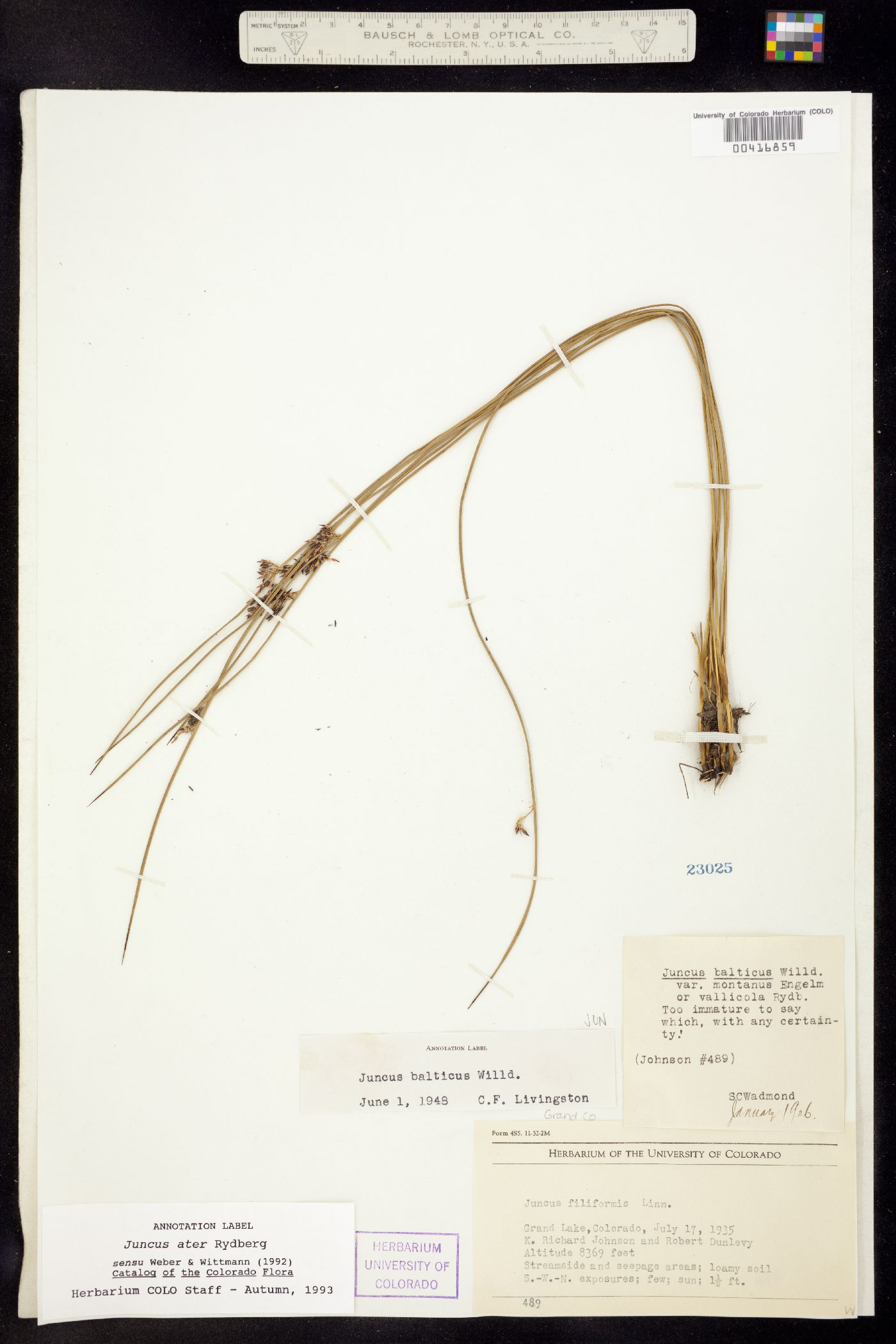 Juncus balticus ssp. ater image