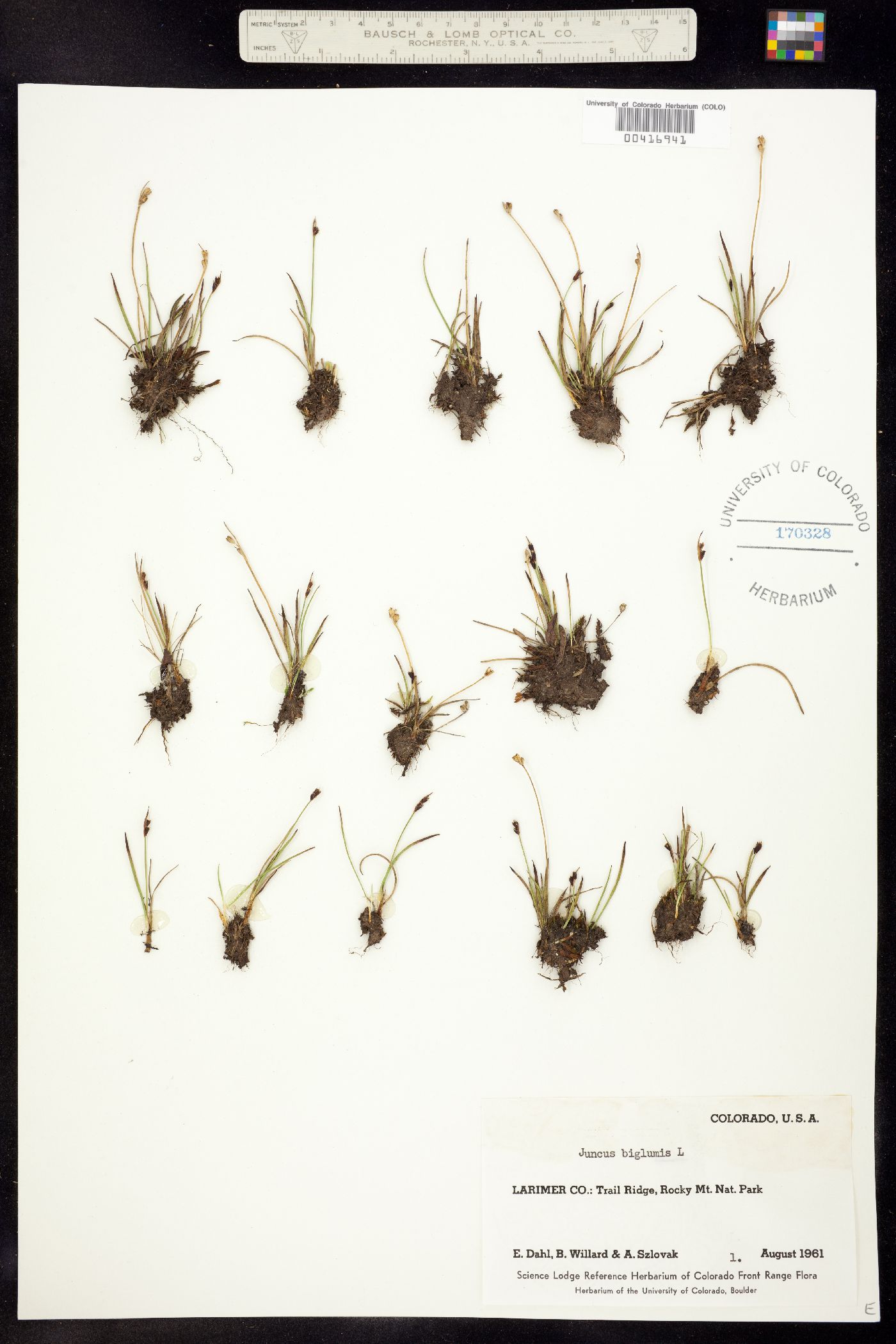 Juncus biglumis image