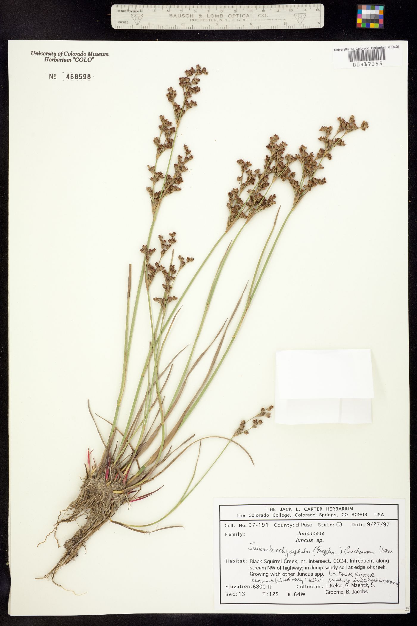 Juncus brachycephalus image