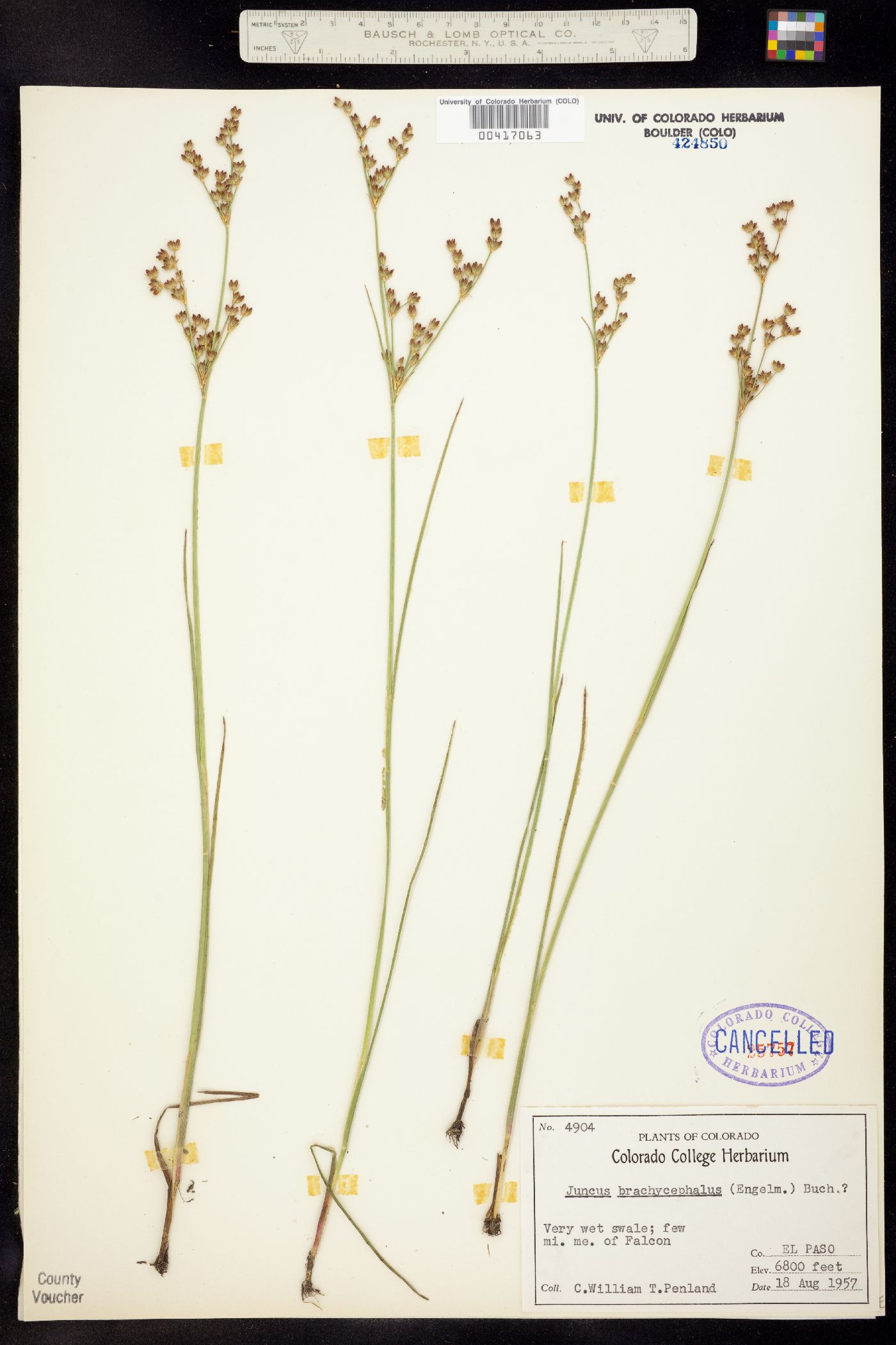 Juncus brachycephalus image