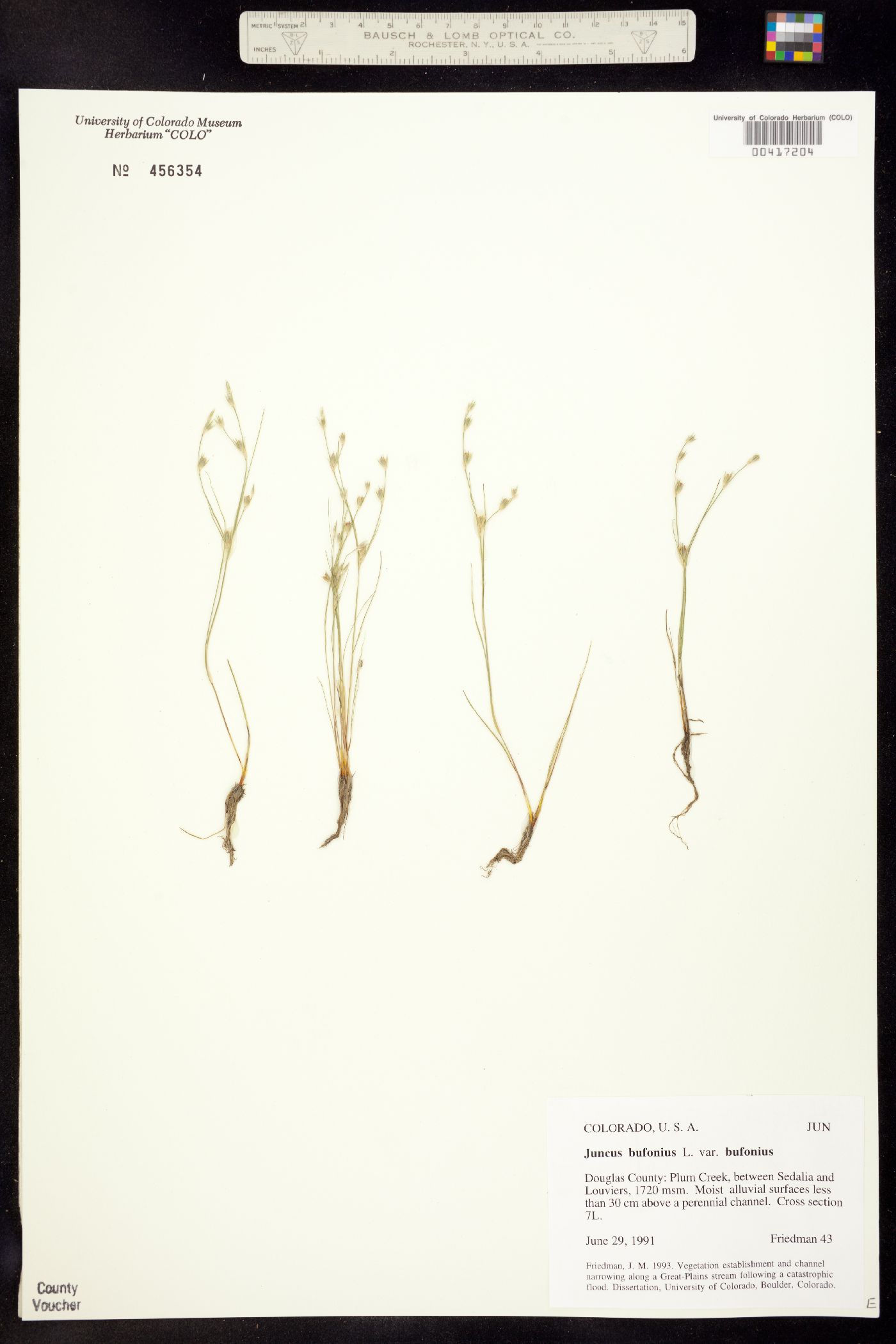 Juncus bufonius image