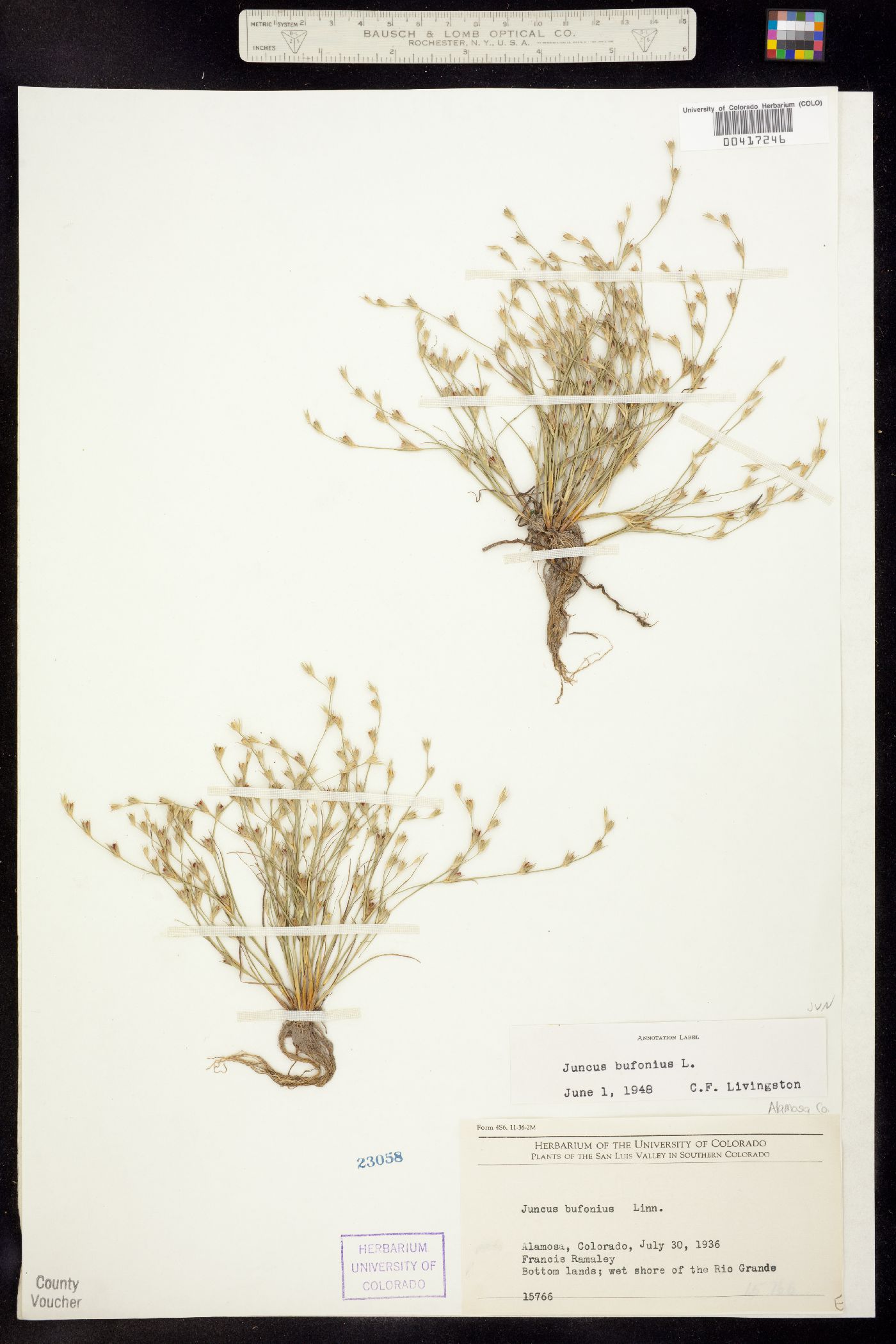 Juncus bufonius image