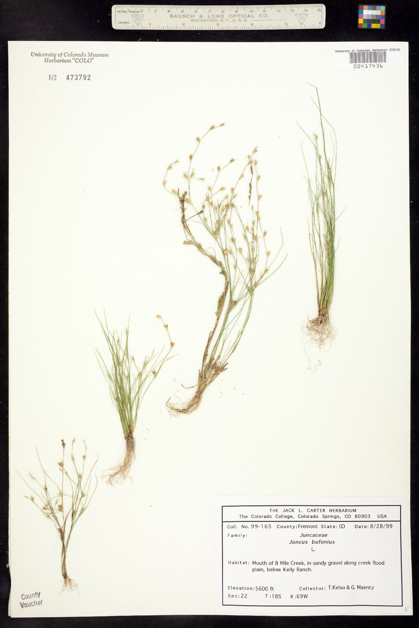 Juncus bufonius image