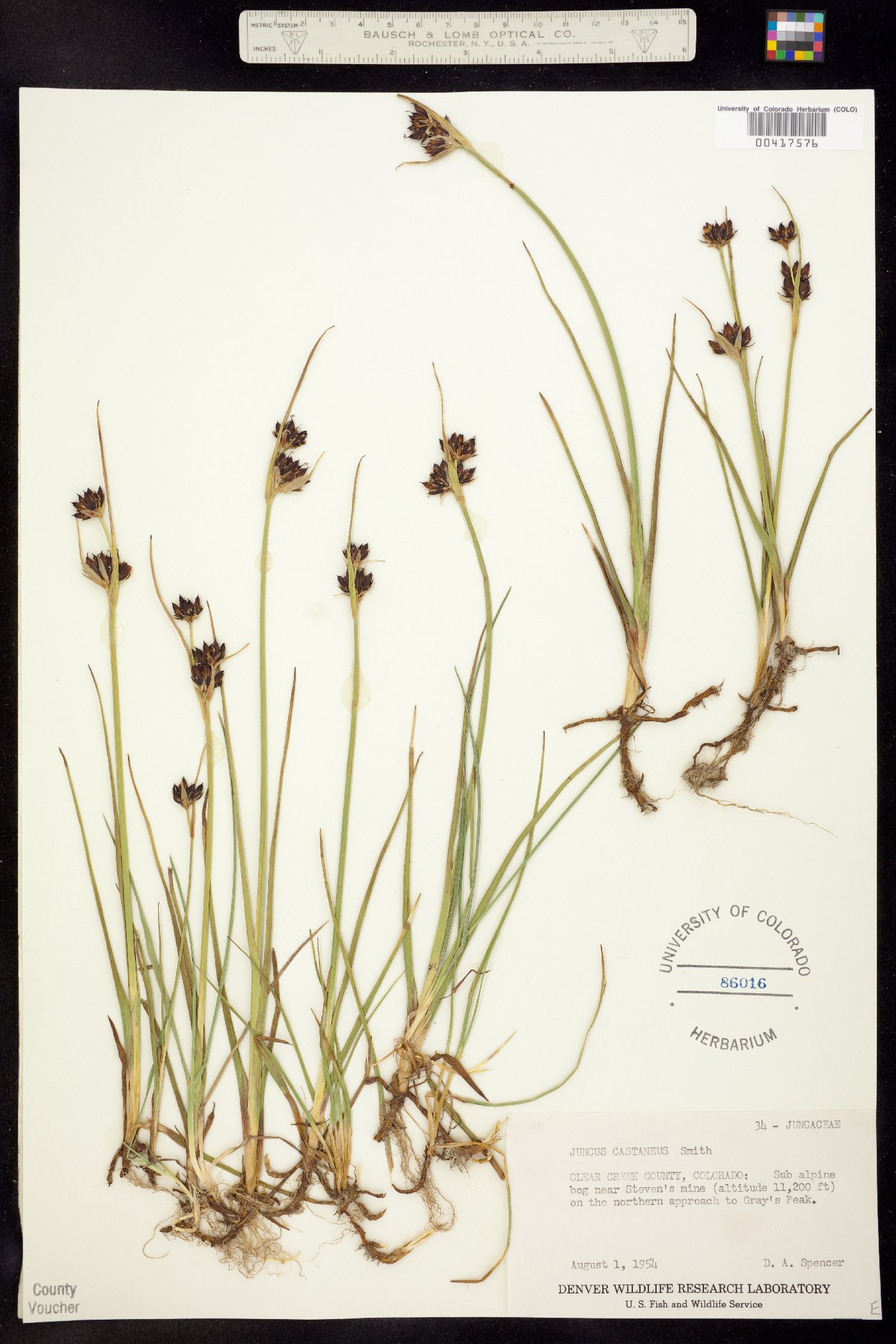 Juncus castaneus image