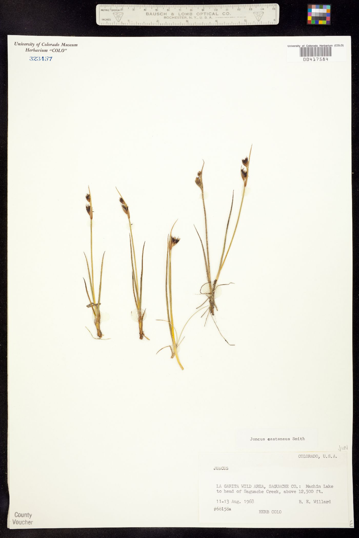Juncus castaneus image