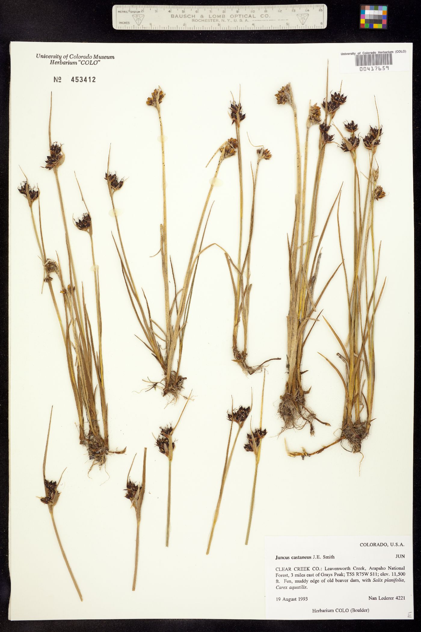 Juncus castaneus image