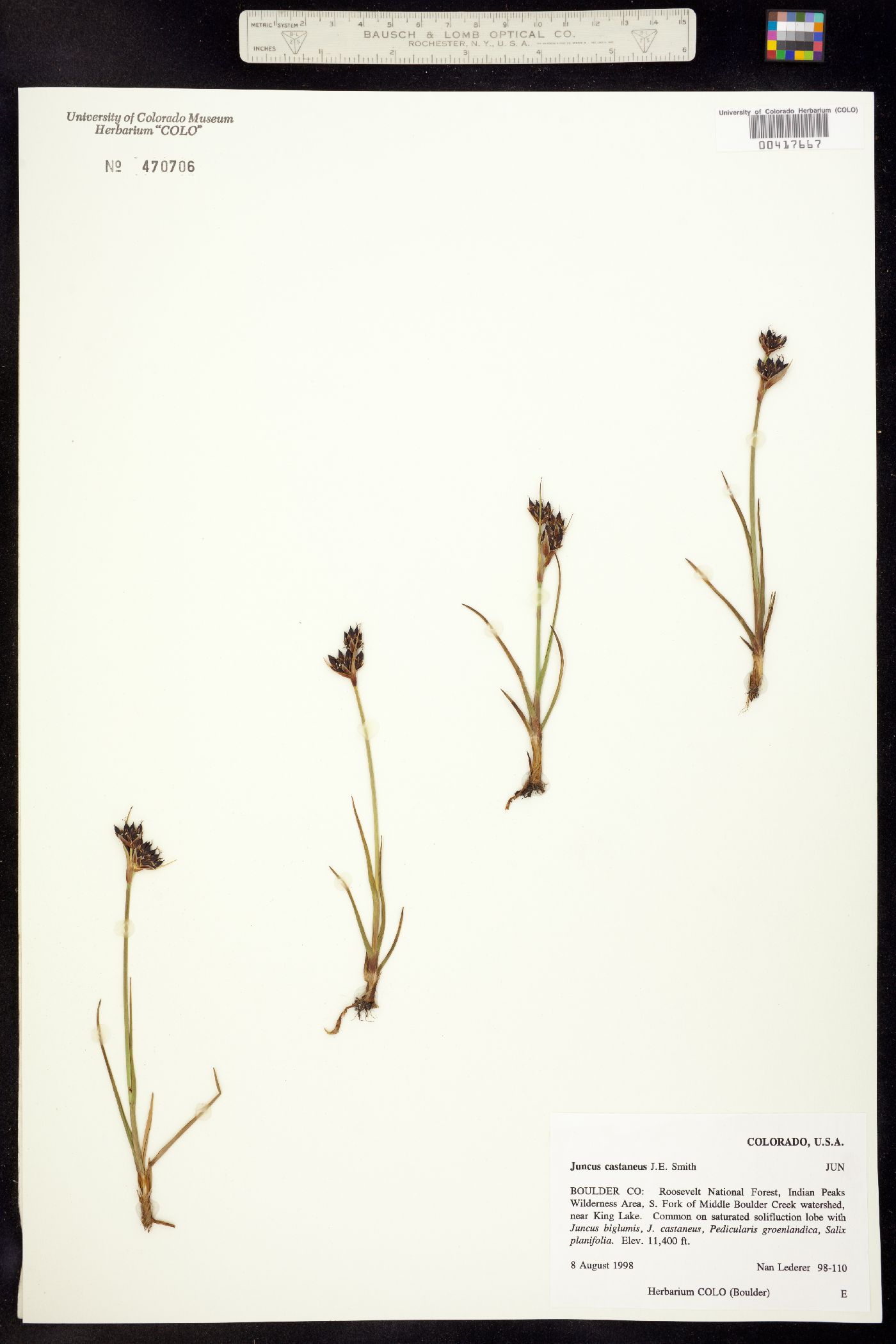 Juncus castaneus image