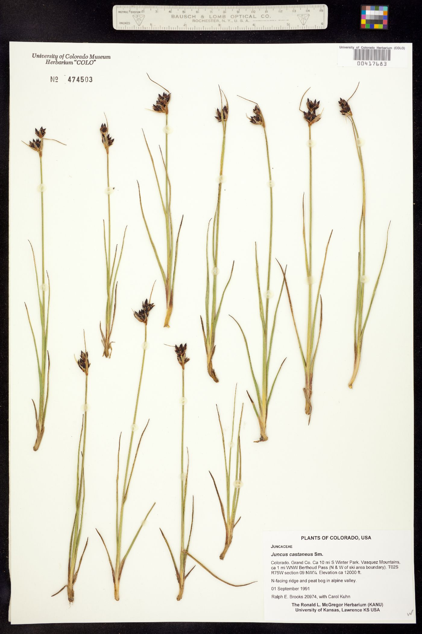 Juncus castaneus image